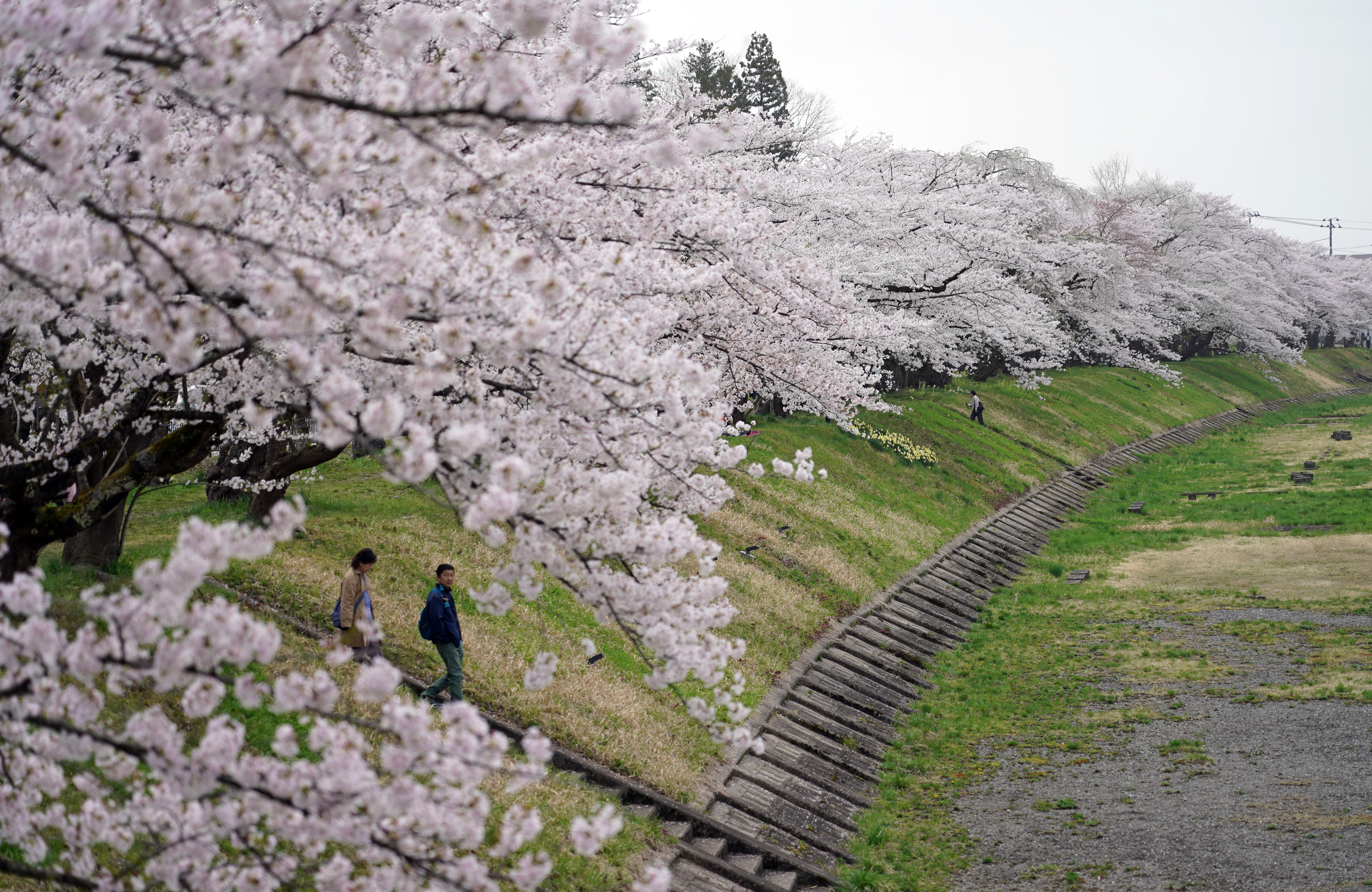 春爛漫「みちのくの小京都」 秋田・角館 桜便り2024（写真・画像