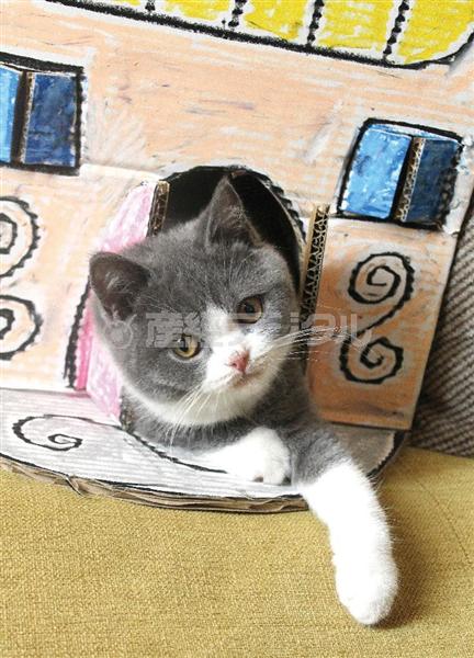 写真集チラ見せ 猫たちが大好きな段ボールで楽しいお家を作ってあげました にゃんハウス 2 2ページ イザ