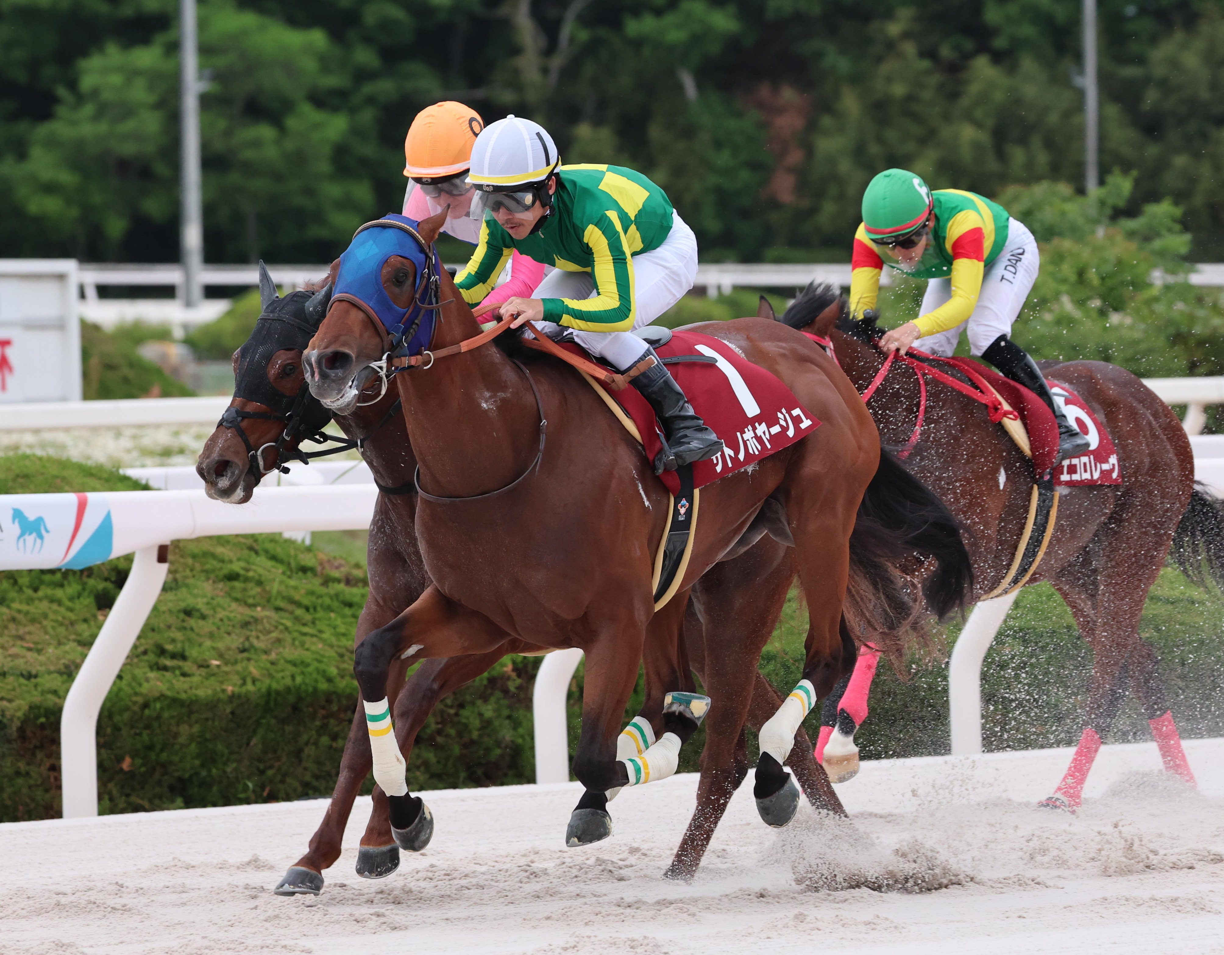 兵庫CS】サトノボヤージュが重賞初制覇！ トウカイマシェリとの