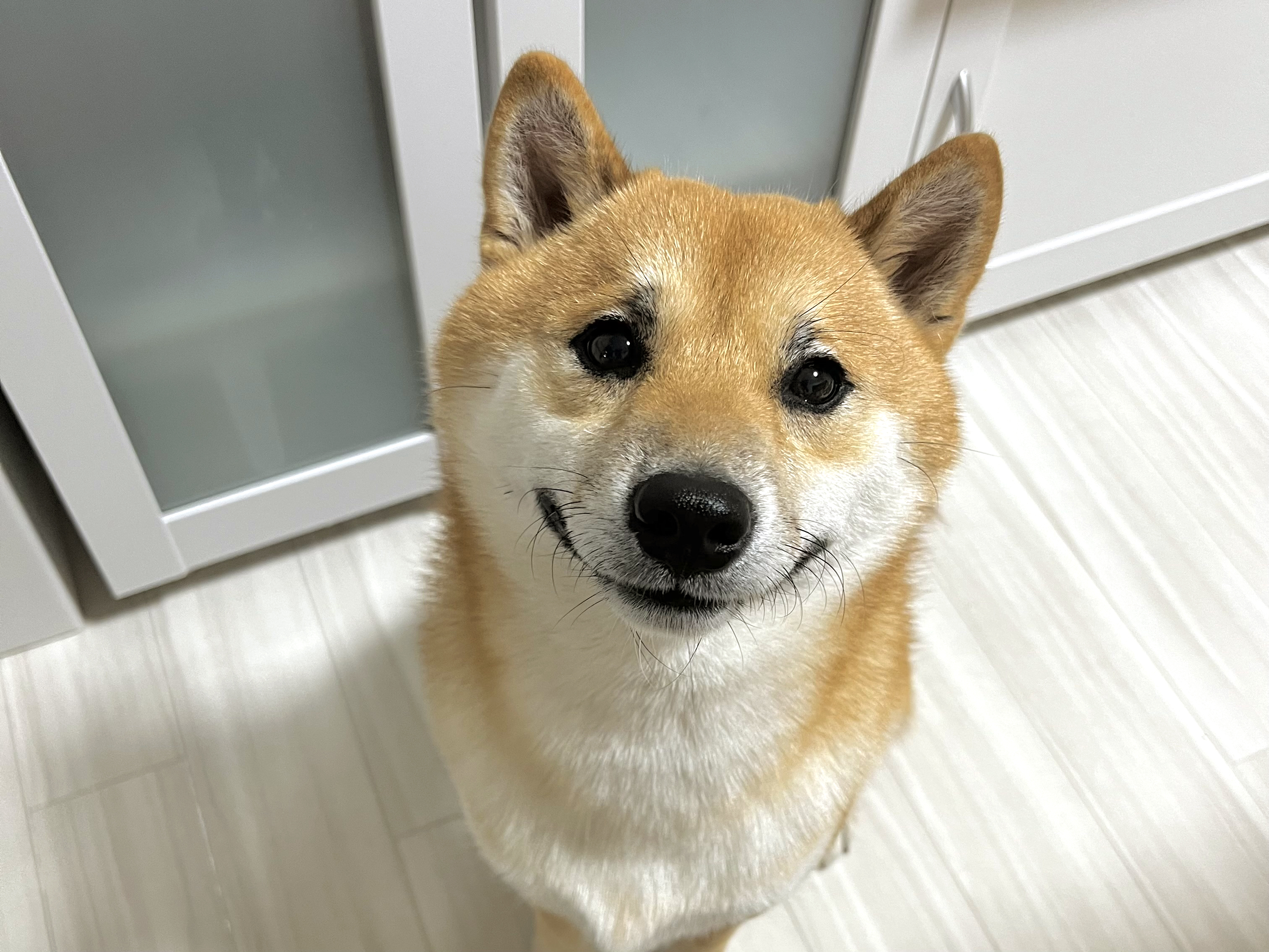 画像・写真】【デジタル世代のアイコン】ツン1割＋デレ9割の「柴犬