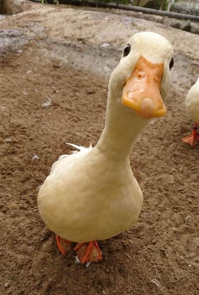 長野・須坂市動物園 飼育員日誌】コールダックの「キング」 餌に