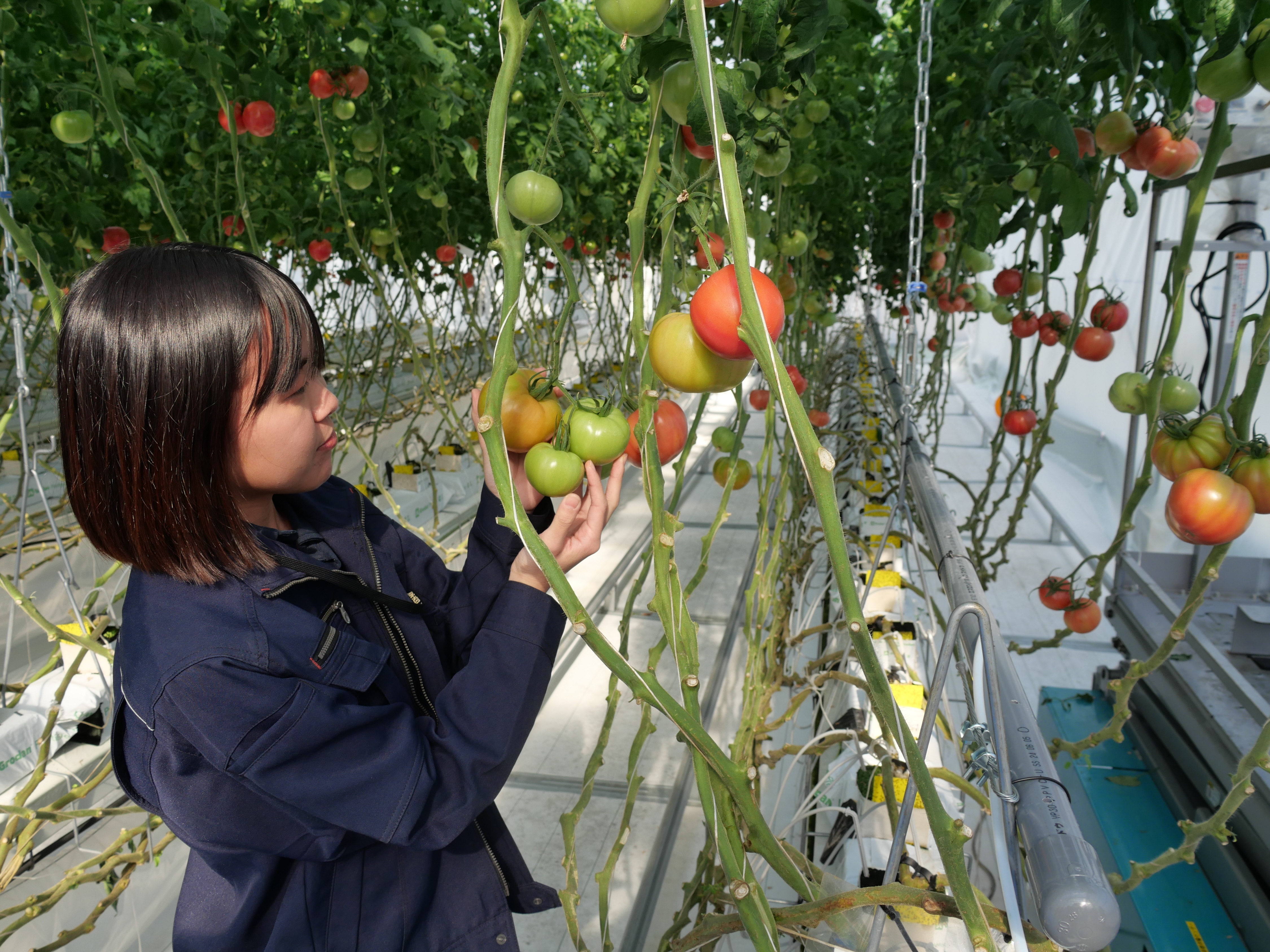 双日、大気中の二酸化炭素を回収する装置を開発 農業活用で光合成促進