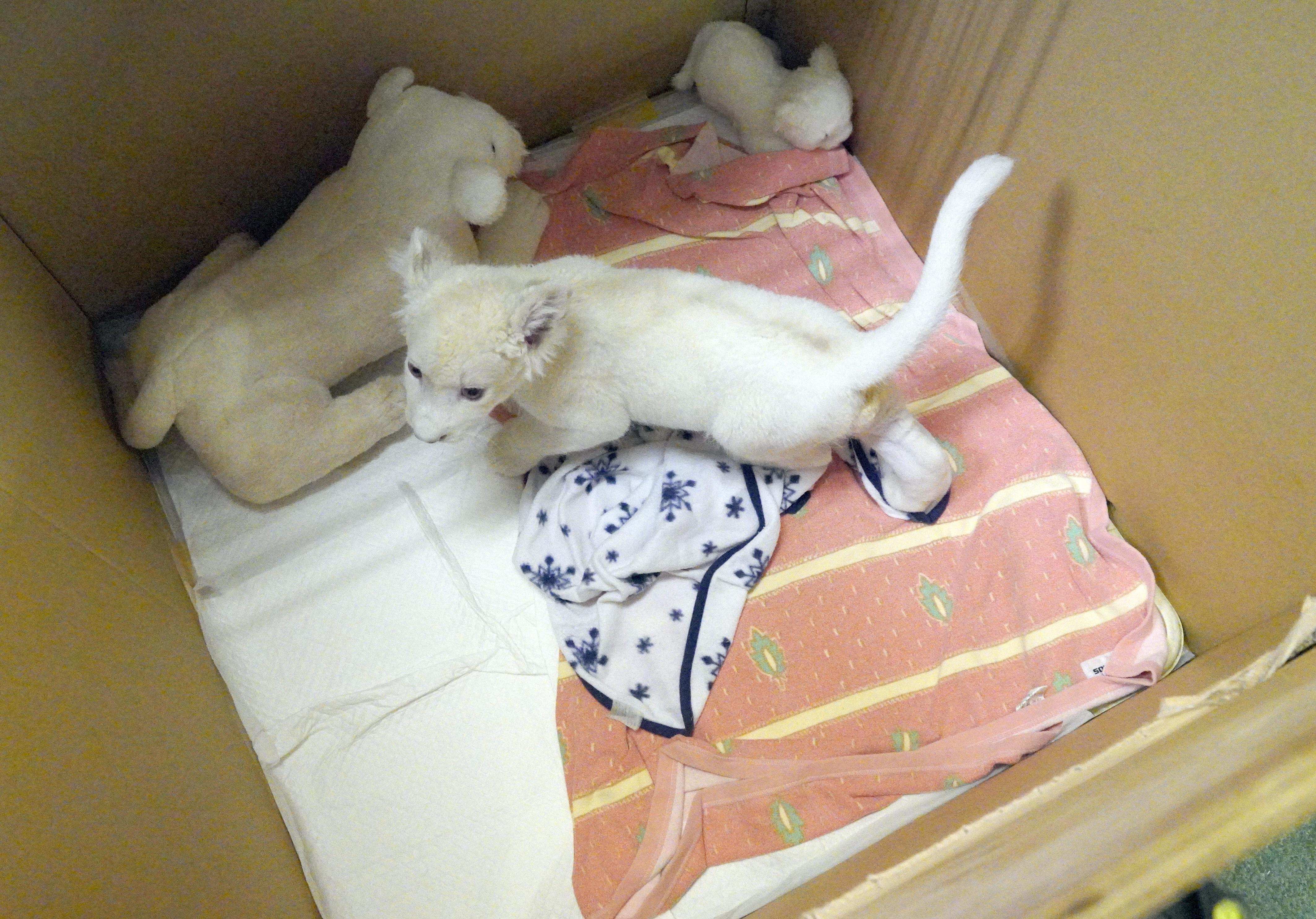 動画】【どうぶつ園のニューフェース】「神の使い」 ホワイトライオン