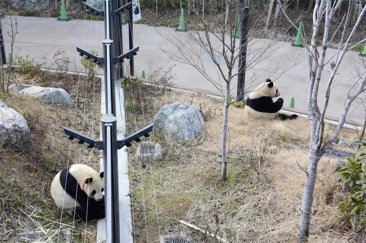 上野のパンダ また会えた 動物園 ５カ月ぶり再開 産経ニュース