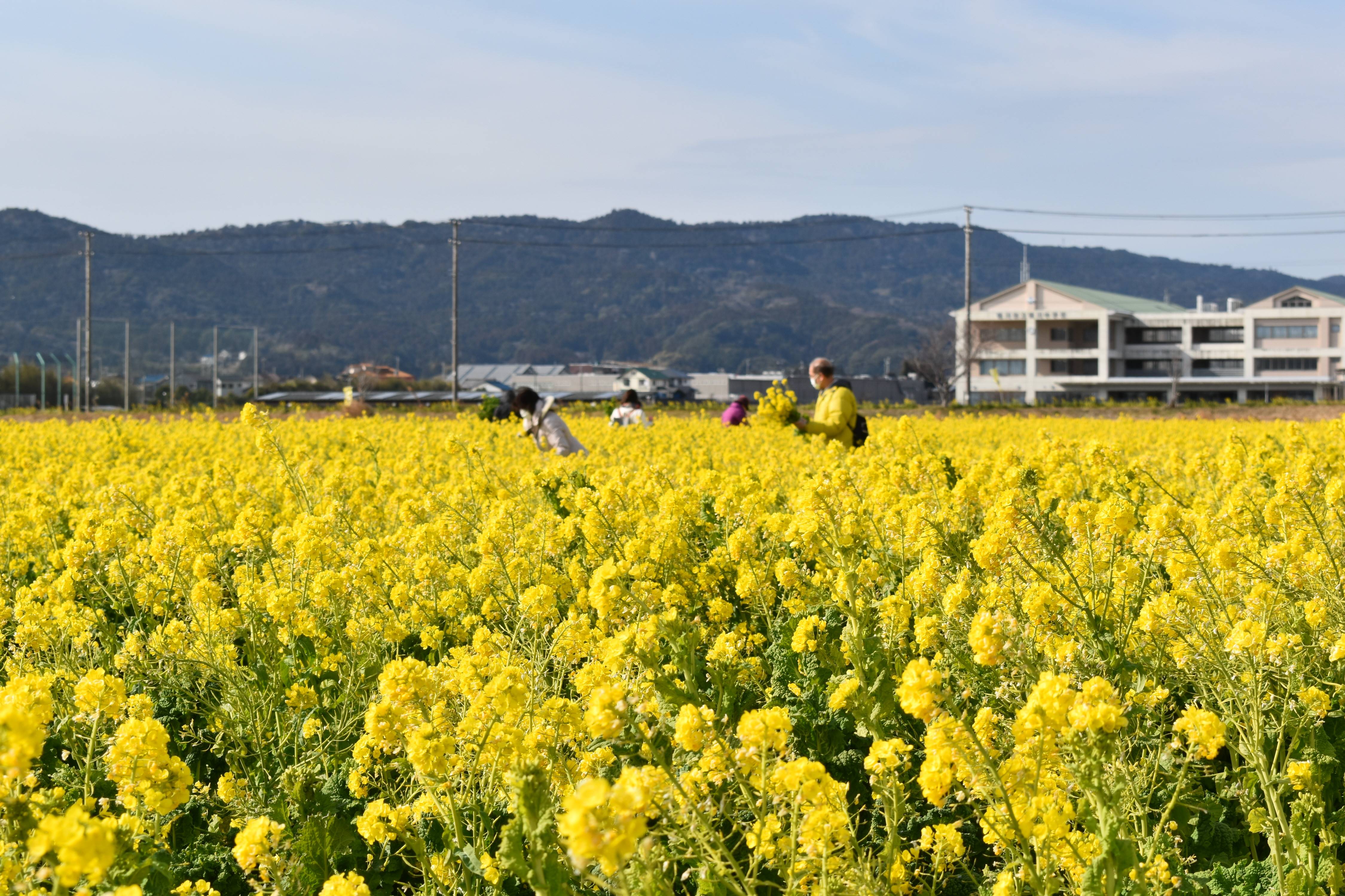 千葉 鴨川の菜な畑ロードで菜の花が見頃に 産経ニュース