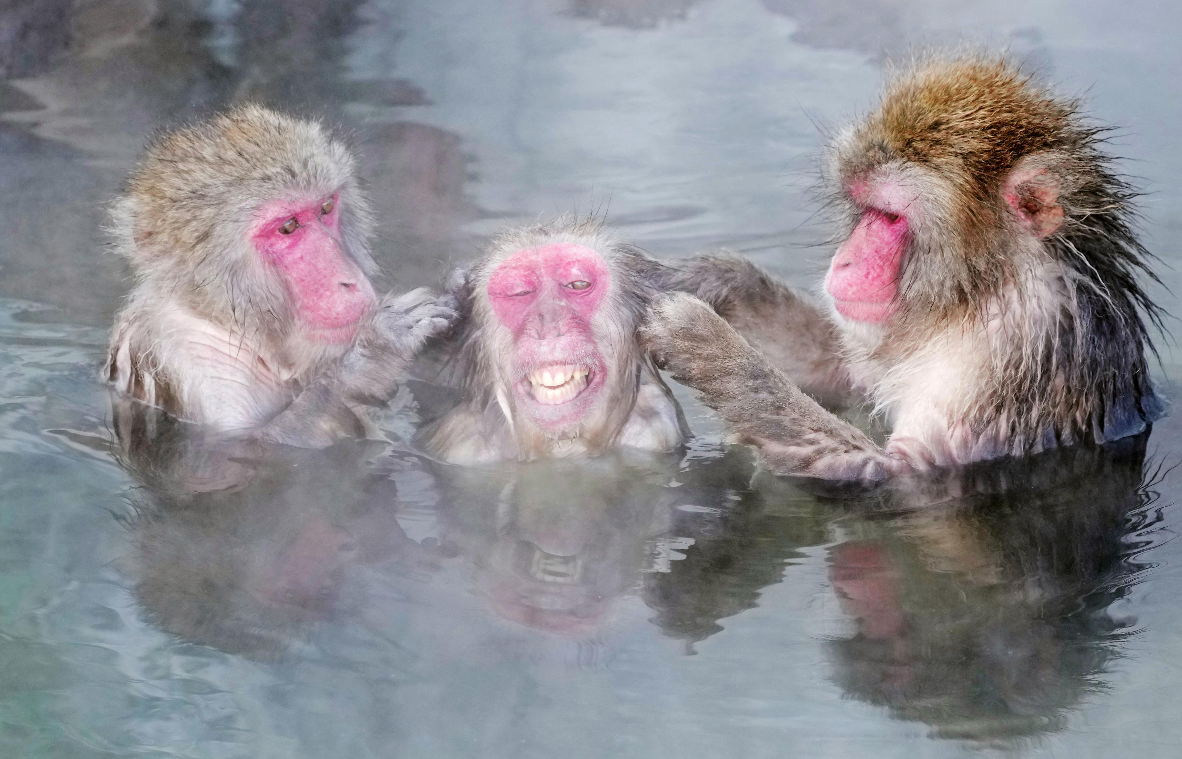 温泉好き８割 湯温に 厳しい お猿さん 露天風呂で満足げ 函館市熱帯植物園 産経ニュース