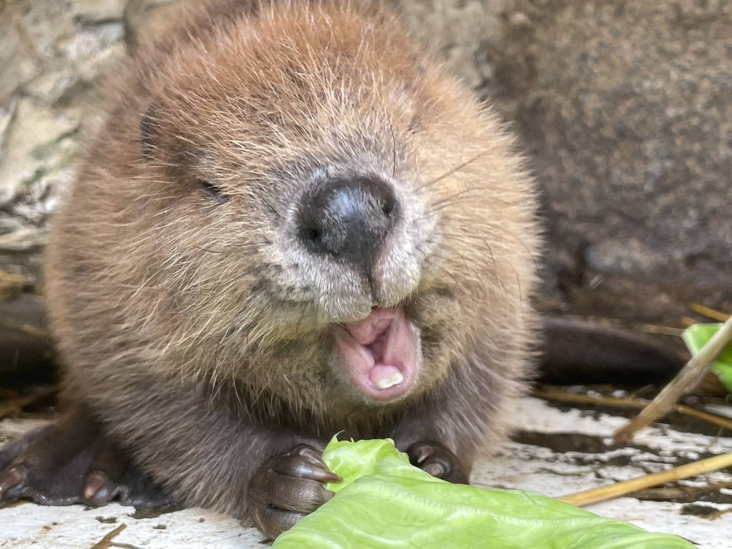 東武動物公園 アメリカビーバーの赤ちゃんすくすく - 産経ニュース