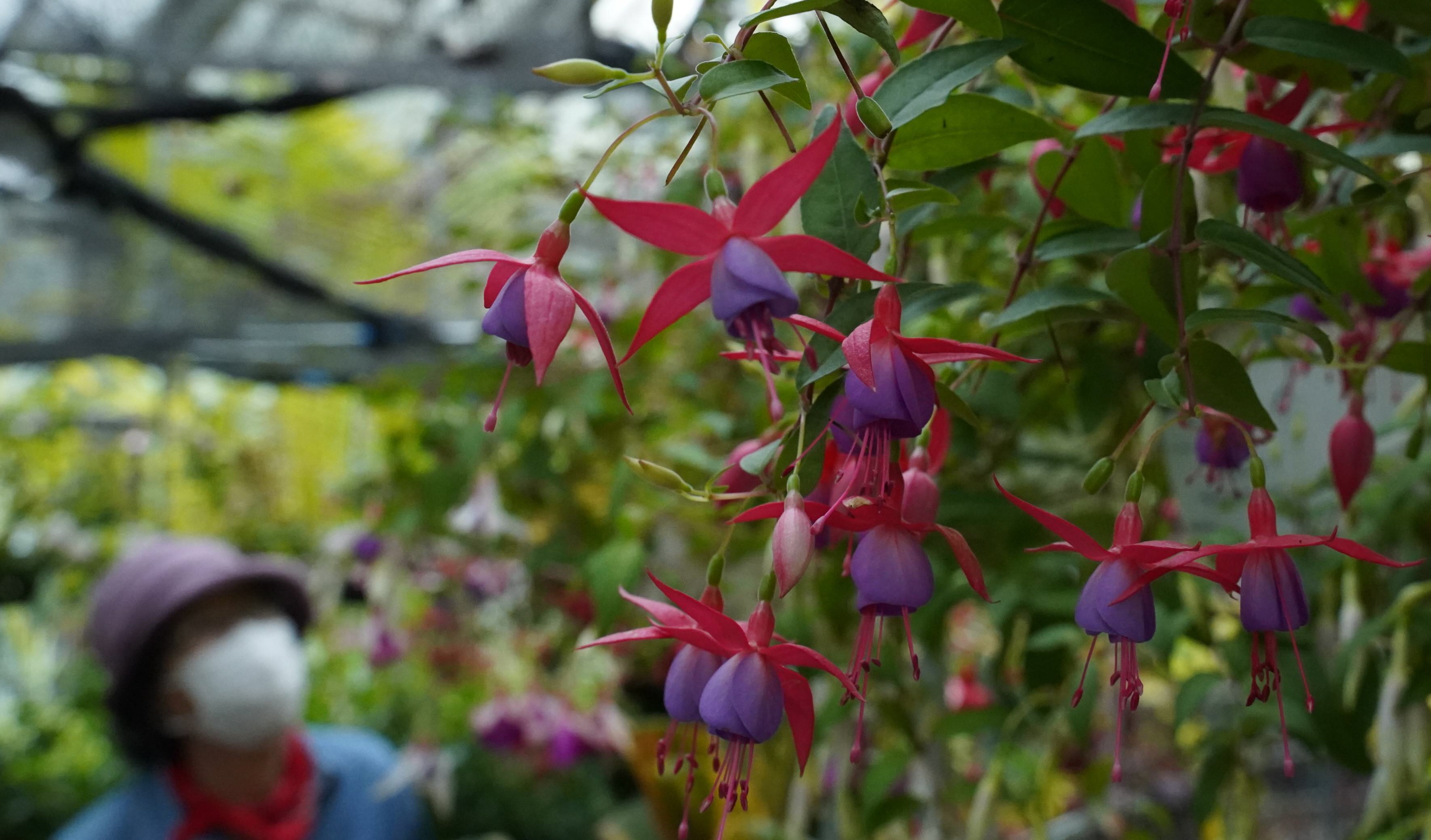 貴婦人の耳飾り と称されるフクシア開花 京都府立植物園 産経ニュース