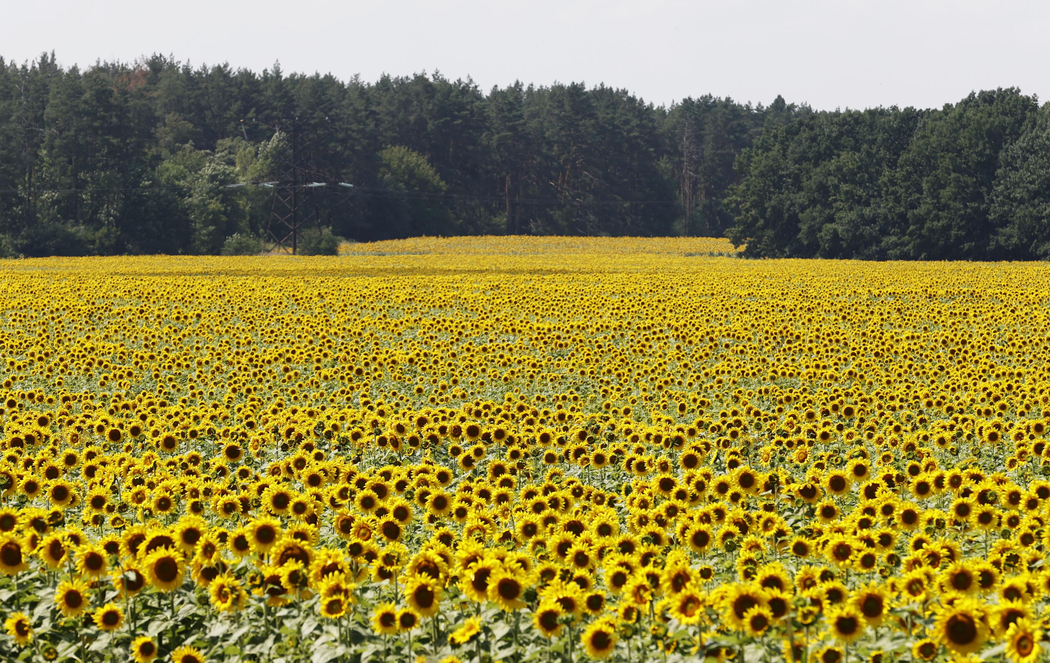 戦時に咲くヒマワリ ウクライナの国花、首都近郊で満開 - 産経ニュース