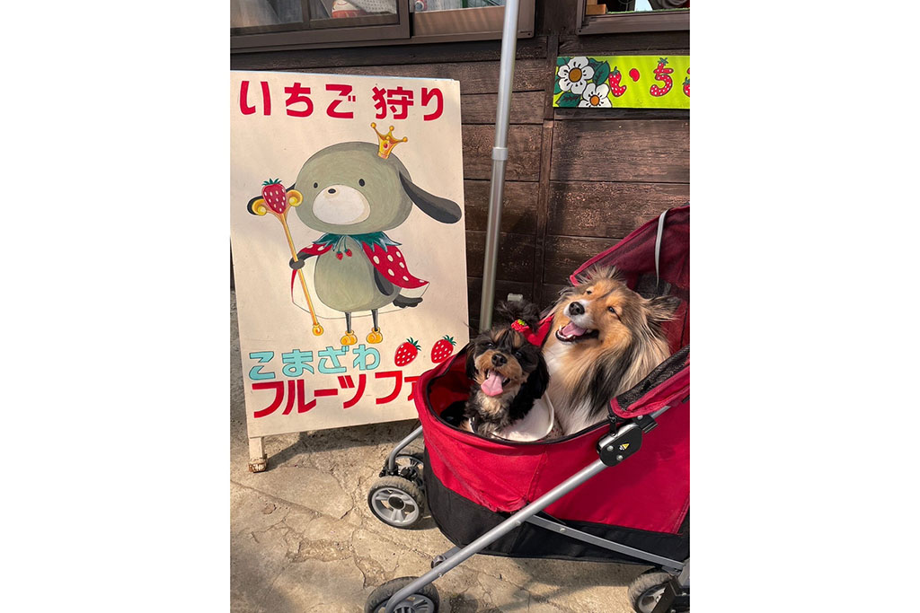 ペット同伴が嬉しいイチゴ狩り - イザ！