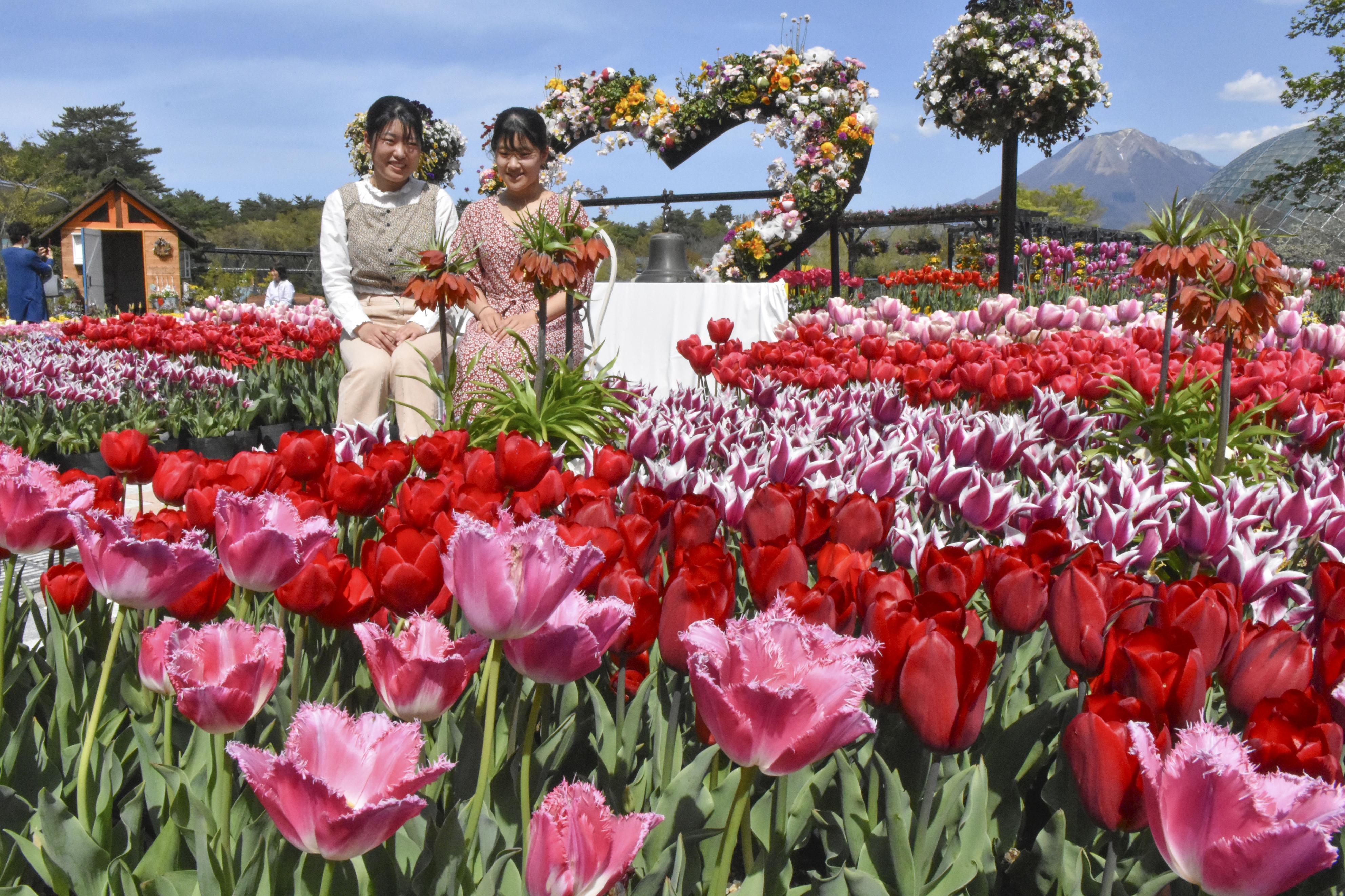 チューリップ17万本次々と 花回廊で見頃、八重桜も - 産経ニュース