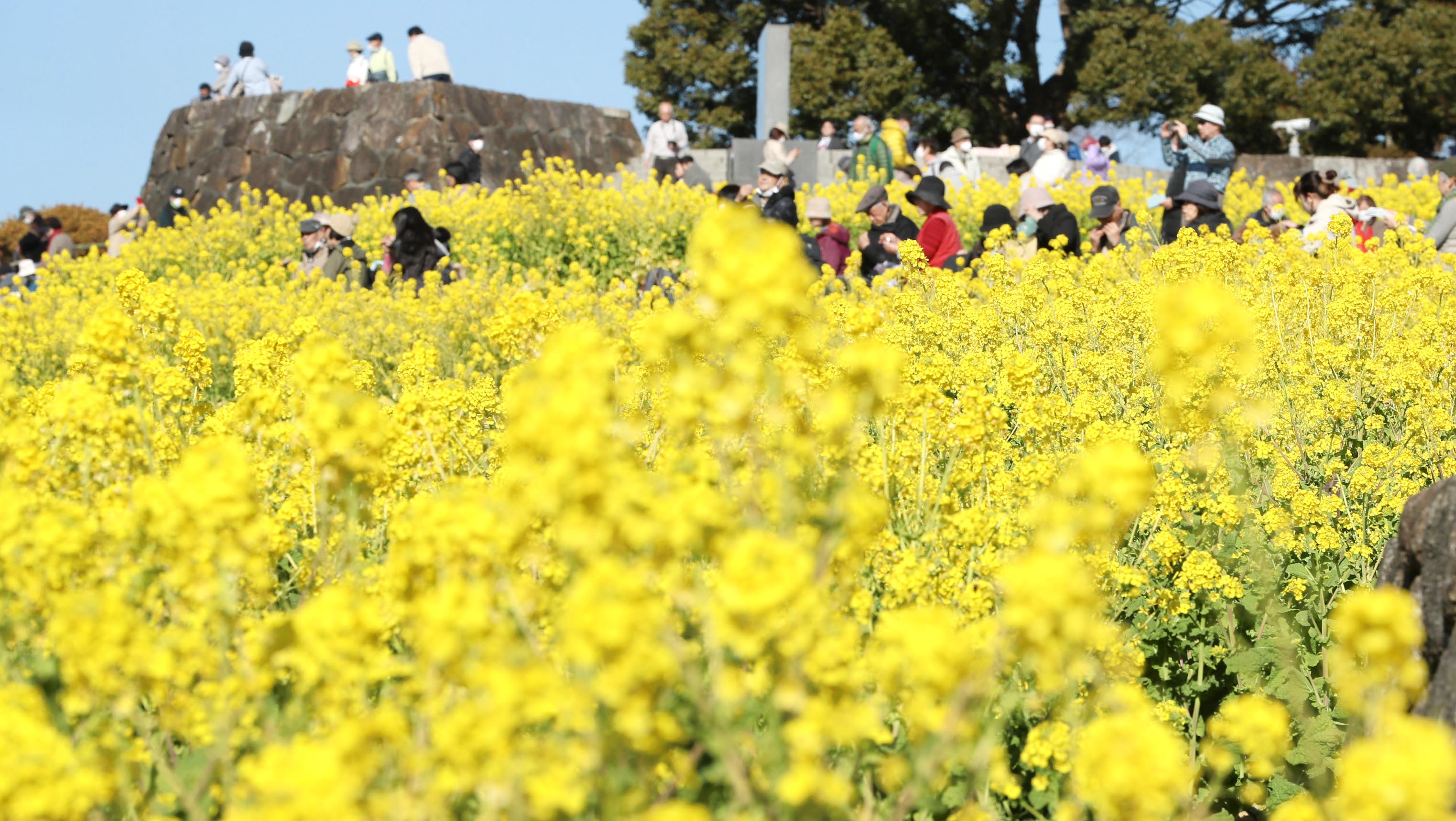 フォト＆動画】菜の花のじゅうたん 神奈川・二宮町 - 産経ニュース