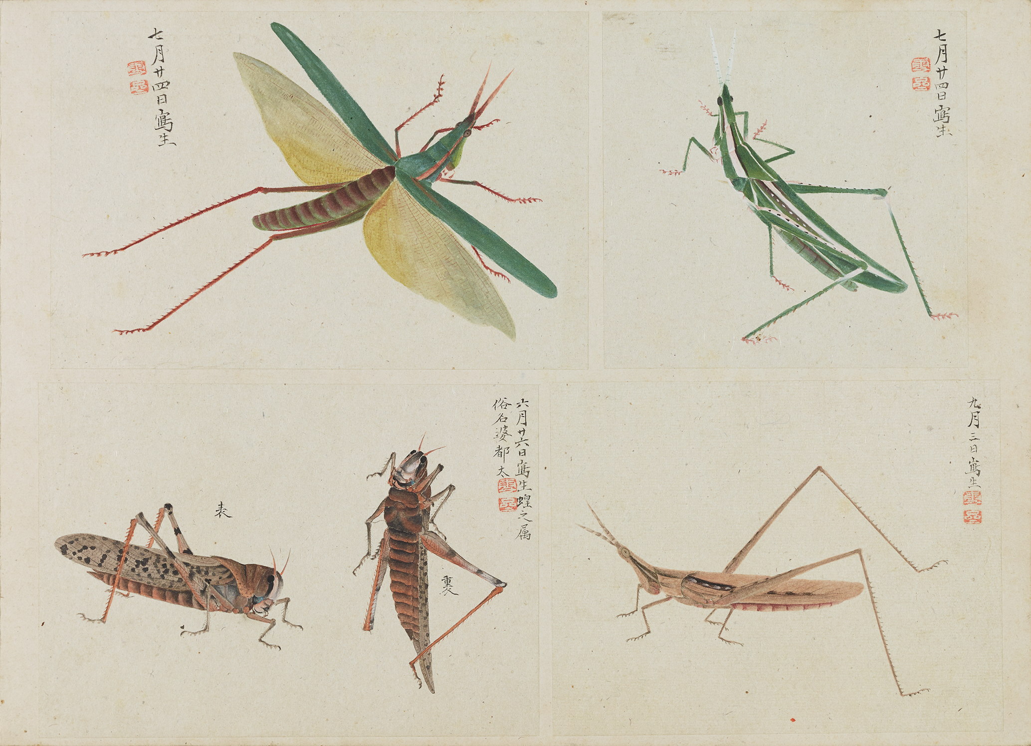 立体絵画の「一輪の牡丹と、近寄る昆虫」 外山諒 on X: 