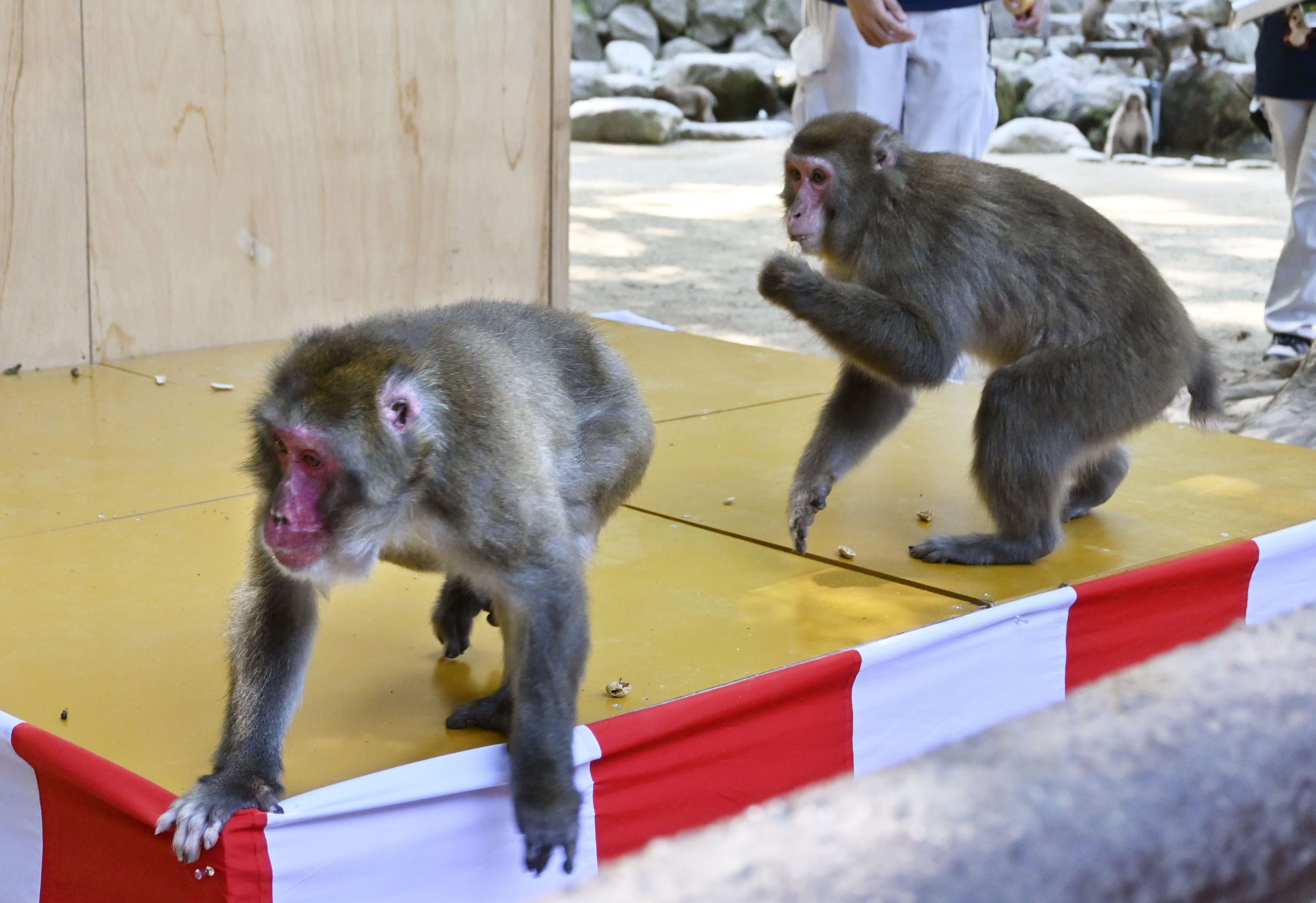 サル社会に「女性の時代」 大分・高崎山自然動物園、初めて雌がトップ
