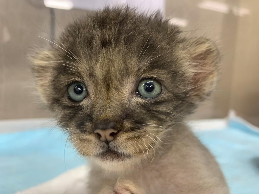 写真30枚】もふもふずんぐりの「世界最古の猫」 大人気マヌルネコの