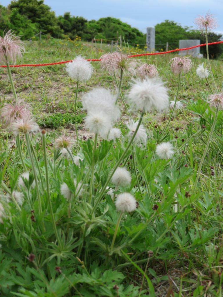 ふわふわ白髪のようオキナグサの群生 福岡 佐賀県境の基山 産経ニュース