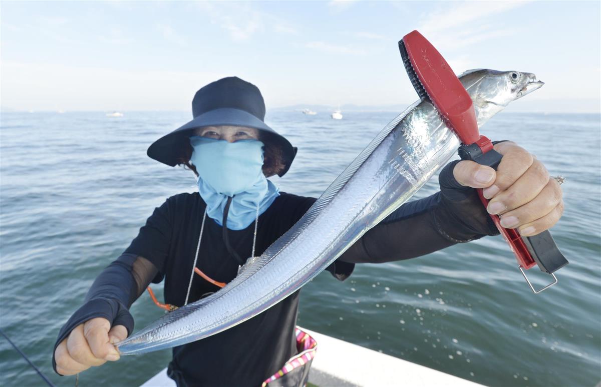 タチウオ来た 明石海峡に群れ 竿頭３０匹超でクーラー満タン 関西フィッシング 1 3ページ サンスポ