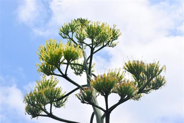 70年に一度しか咲かない「リュウゼツラン」開花、見頃に 和歌山