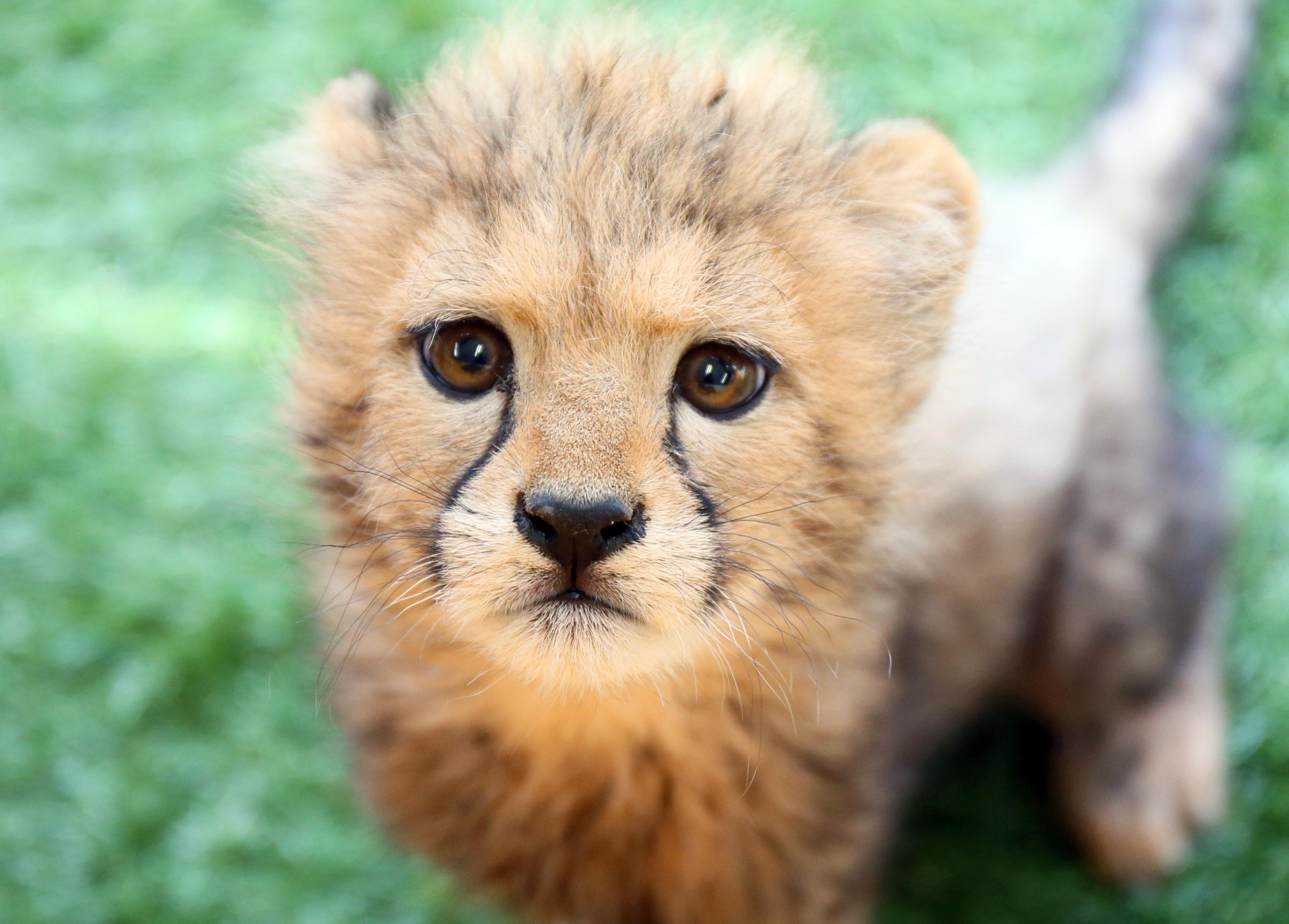 点描の実力作家,齊藤四郎「ローテンブルクの街」約8号紙にペンの点描 点描の実力作家,齊藤四郎「ローテンブルクの街」約8号紙にペンの