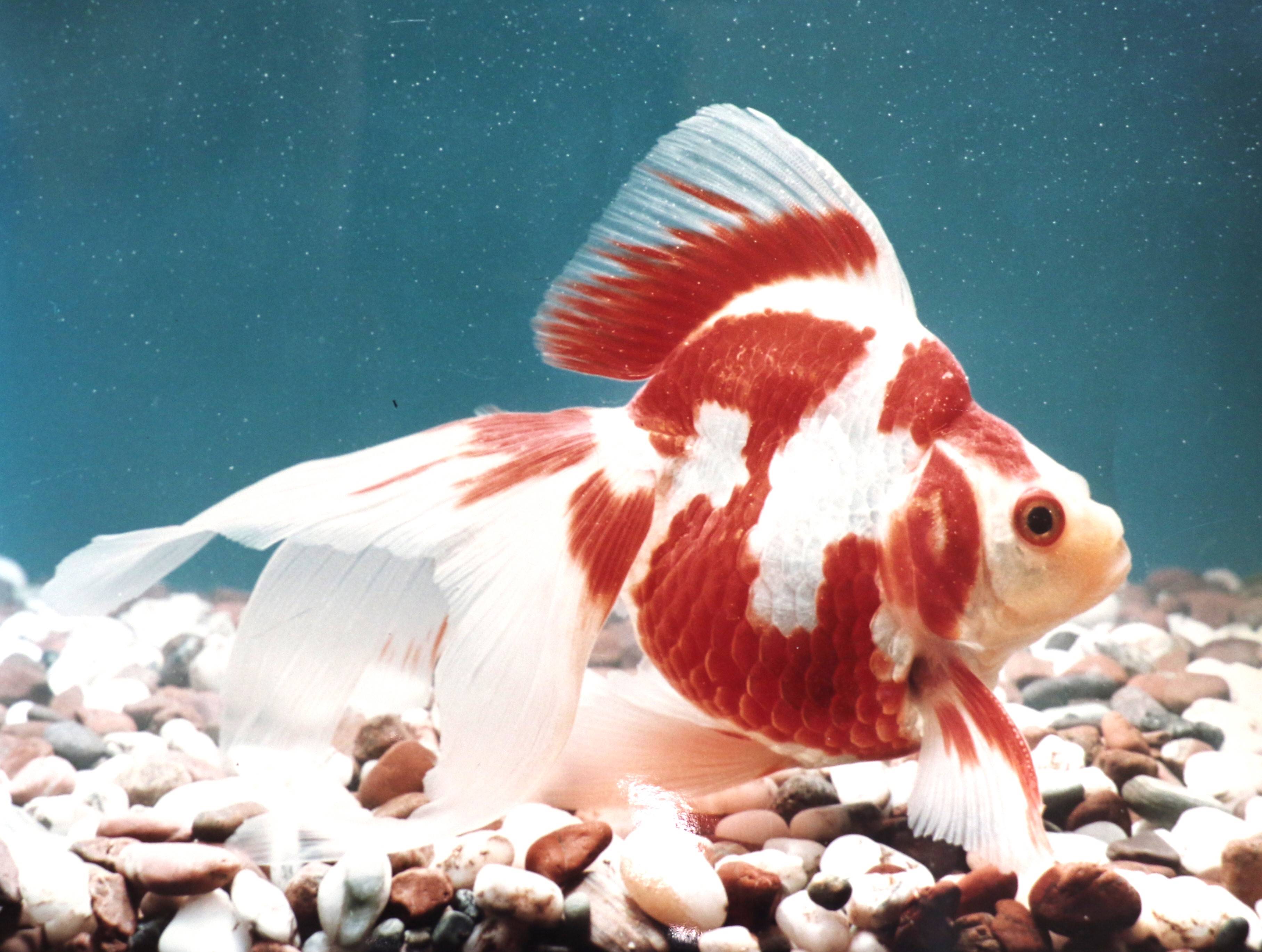 金魚の伝統を次世代へ 「丸いリュウキンで人気」東京・江戸川区の堀口 