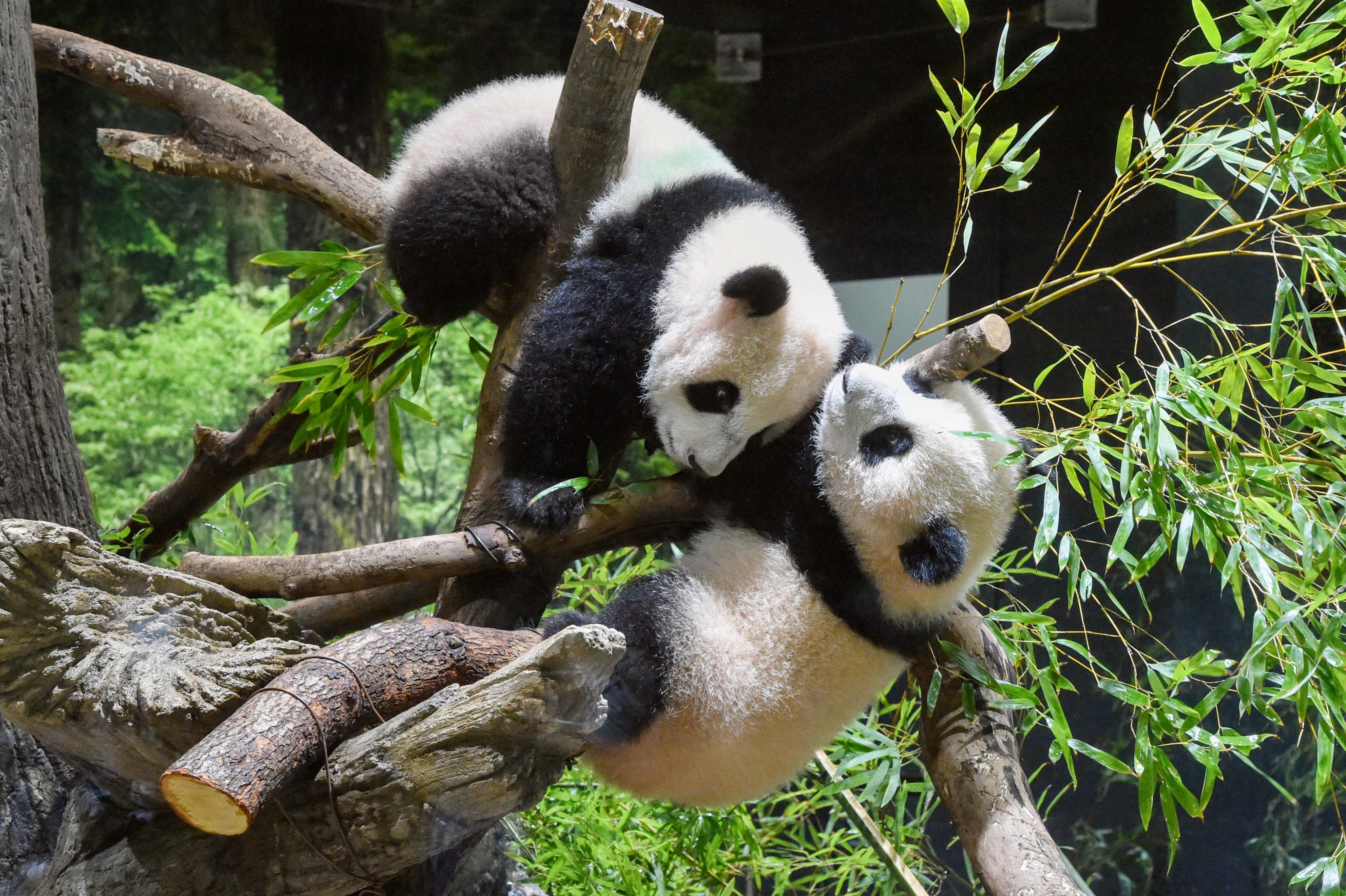 フォト特集 双子パンダ 観覧は１人１分 上野動物園 産経ニュース