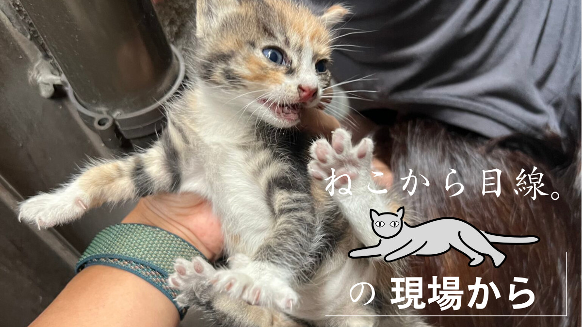 ねこ 楽天市場】【オマケ付！】手帳 2026年 1月始まり 10月から使える MB6