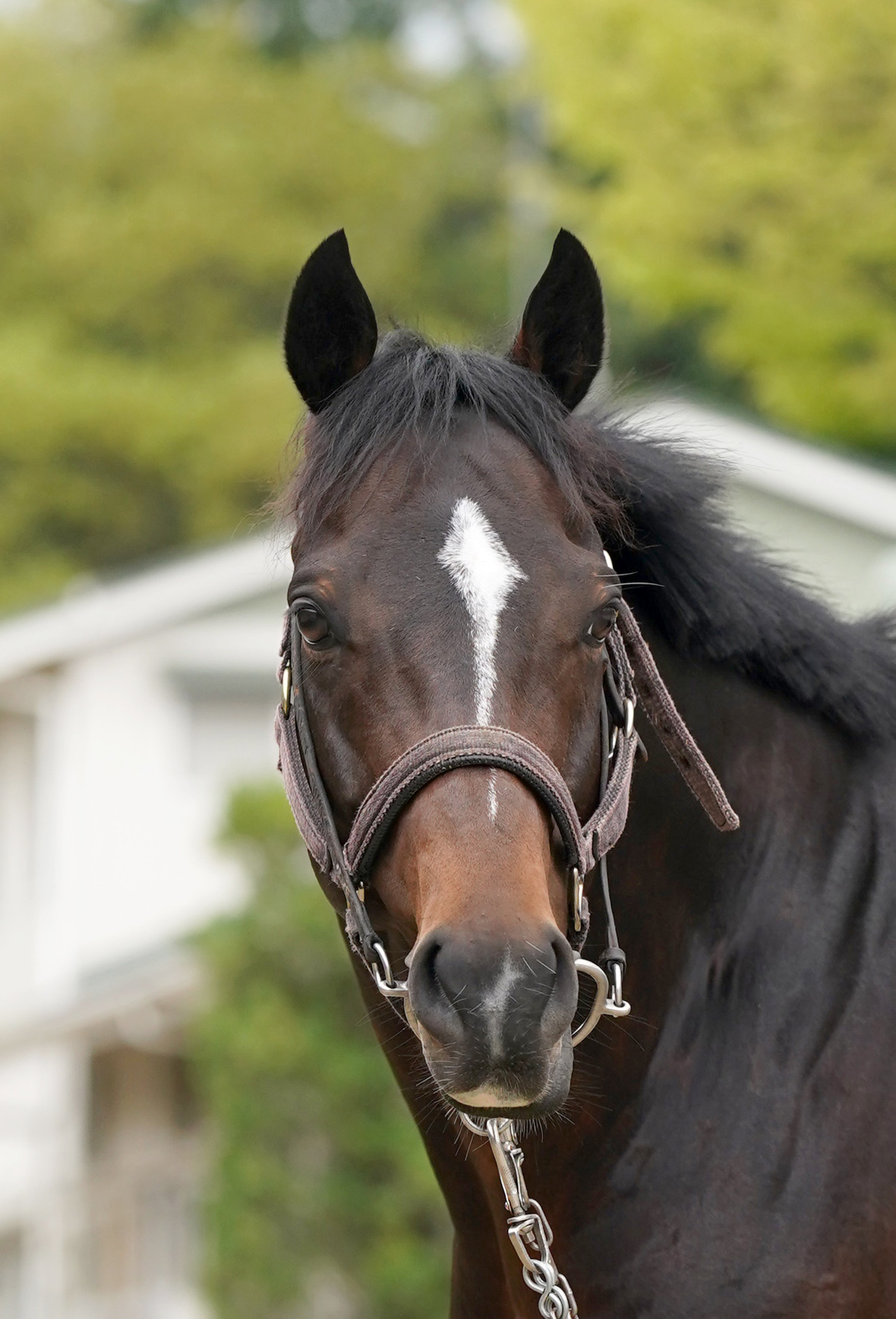 推し馬を探せ！『宝塚記念馬面パドック～素顔の〝選士〟たち