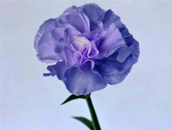 万象】科学の花 青いカーネーション - 産経ニュース