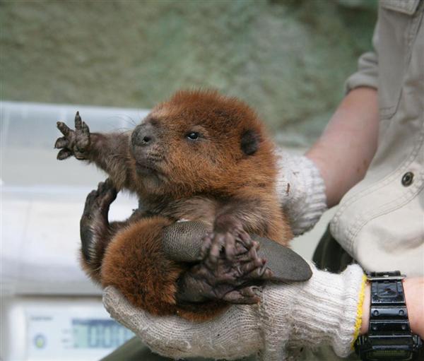 カワイイ ビーバーの四つ子が人気 神戸の動物園 産経ニュース