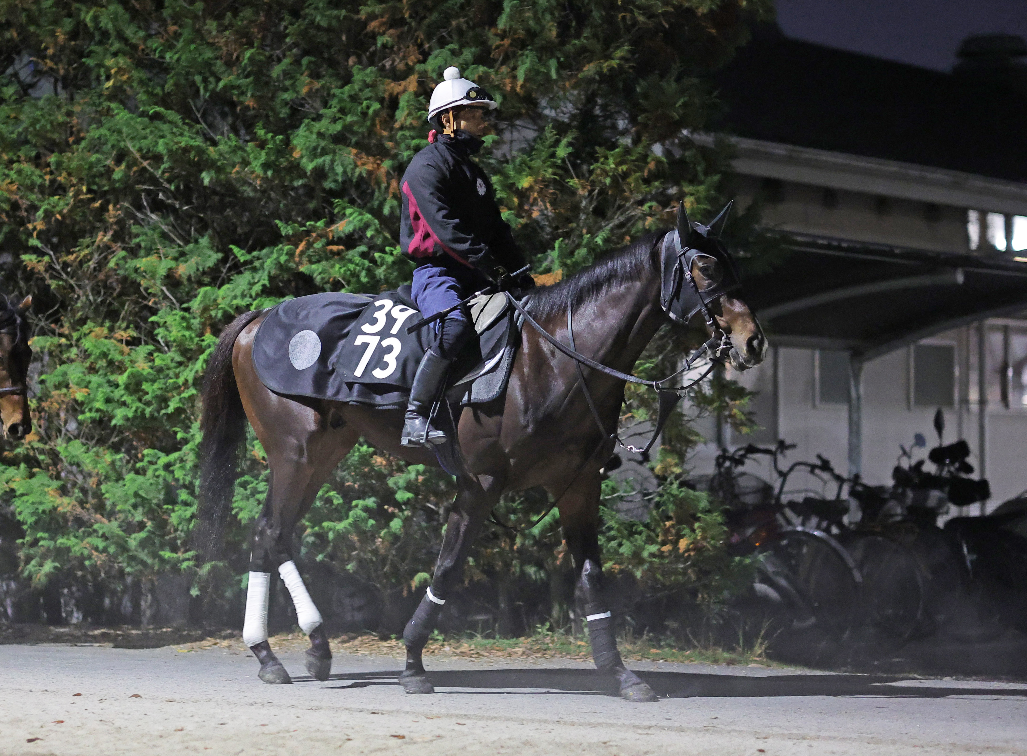 今日の注目新馬】ダノンカレラ鋭い伸び 母ラコロネルは芝の米GⅠ勝ち