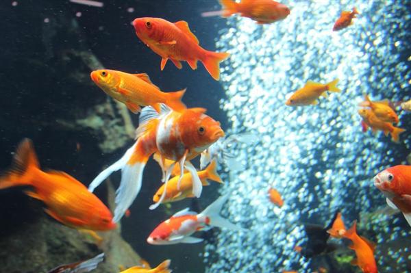 東京おさかな散歩 １ 縦横無尽に泳ぎ回る金魚１０００ 足立区生物園 産経ニュース