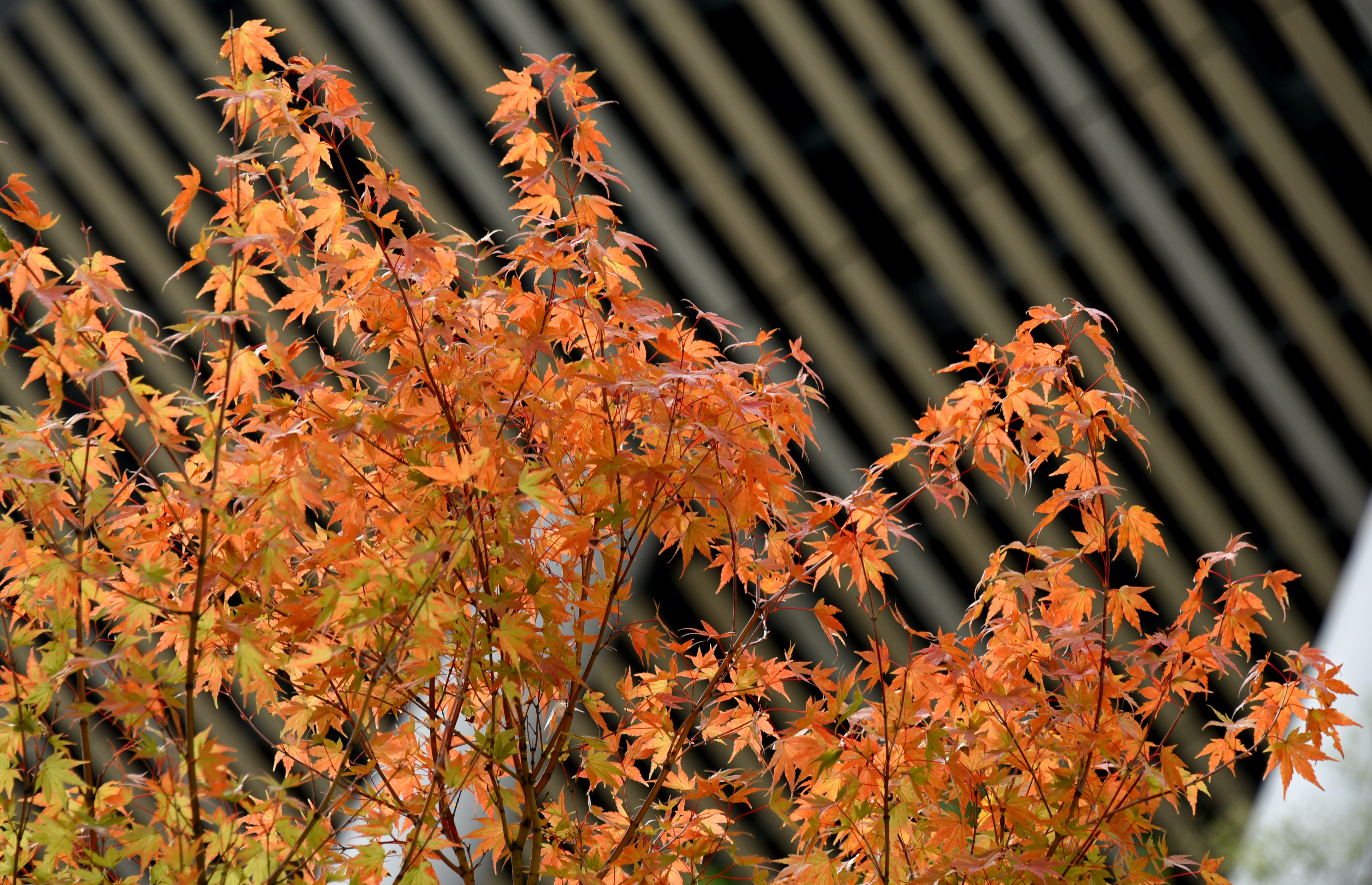 【中古本】世界植物記 アジア・オセアニア編 中古本】世界植物記 アジア・オセアニア編