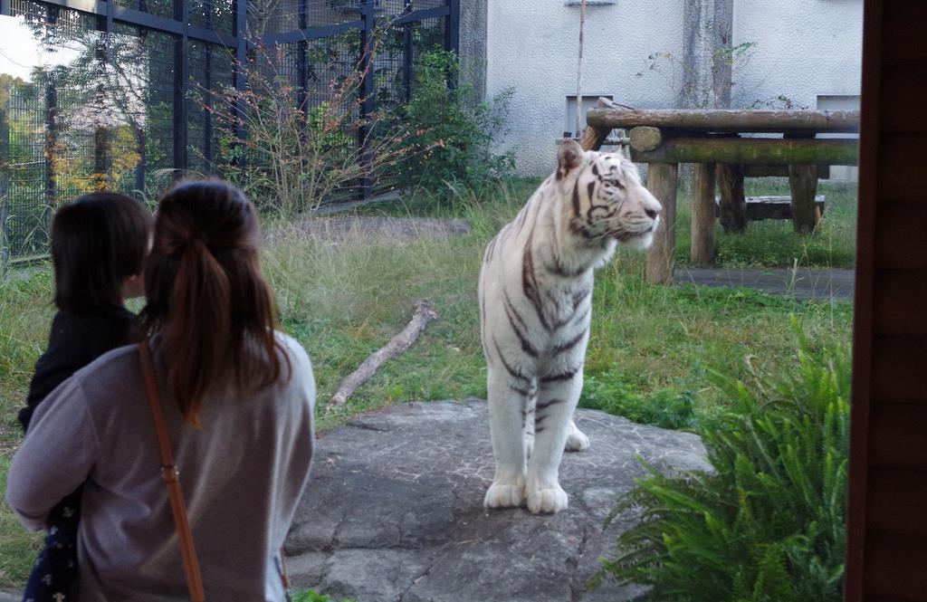 殺処分 か 展示 か 飼育員死なせたホワイトタイガー公開再開 1 2ページ 産経ニュース