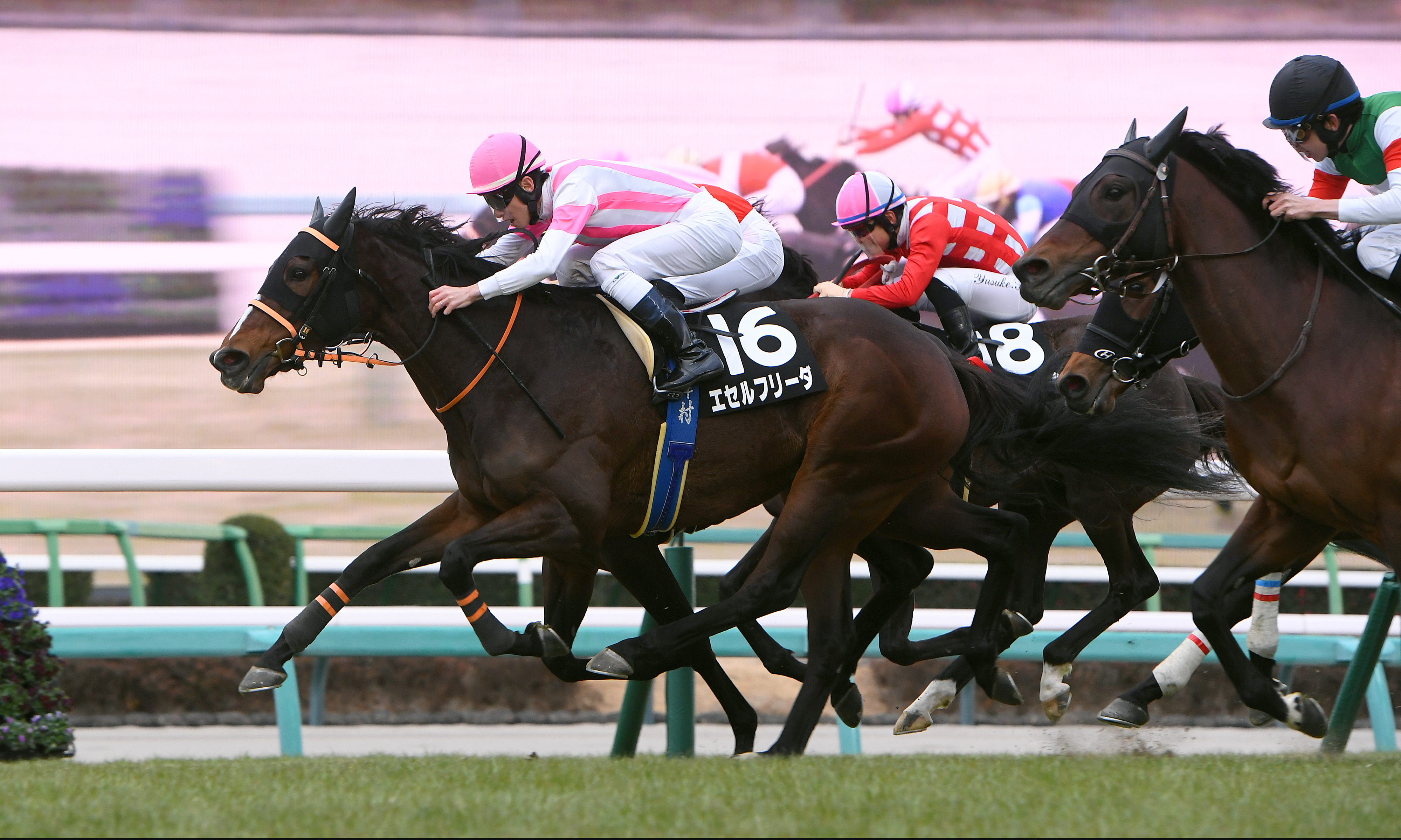 初富士S】エセルフリーダが接戦を制してオープン入り！ 津村騎手「上の