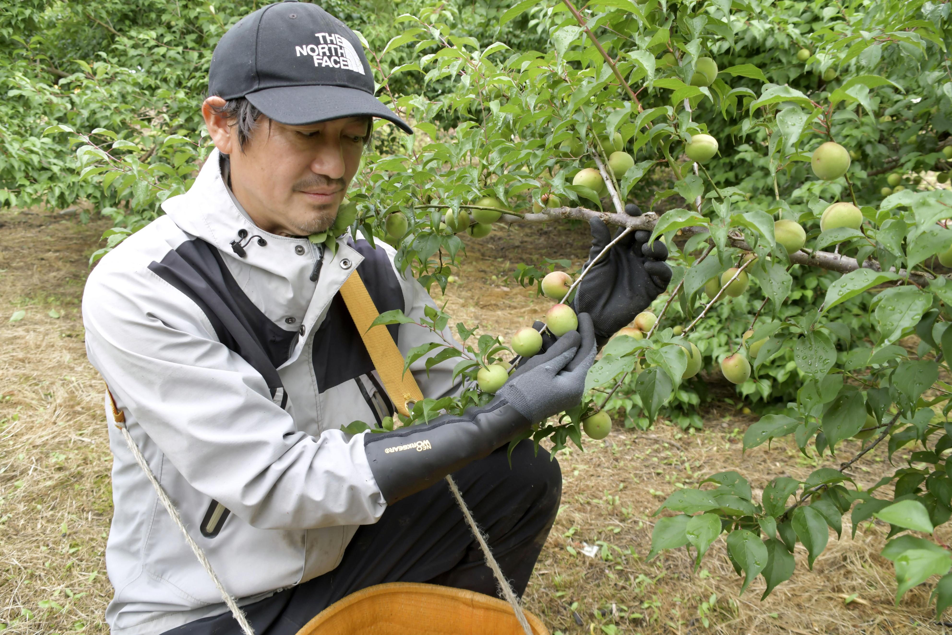 実もよく太って」和歌山名産の南高梅収穫始まる ひょう害もあって不作