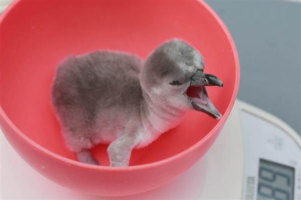 鳥羽水族館でペンギン赤ちゃん誕生 産経ニュース