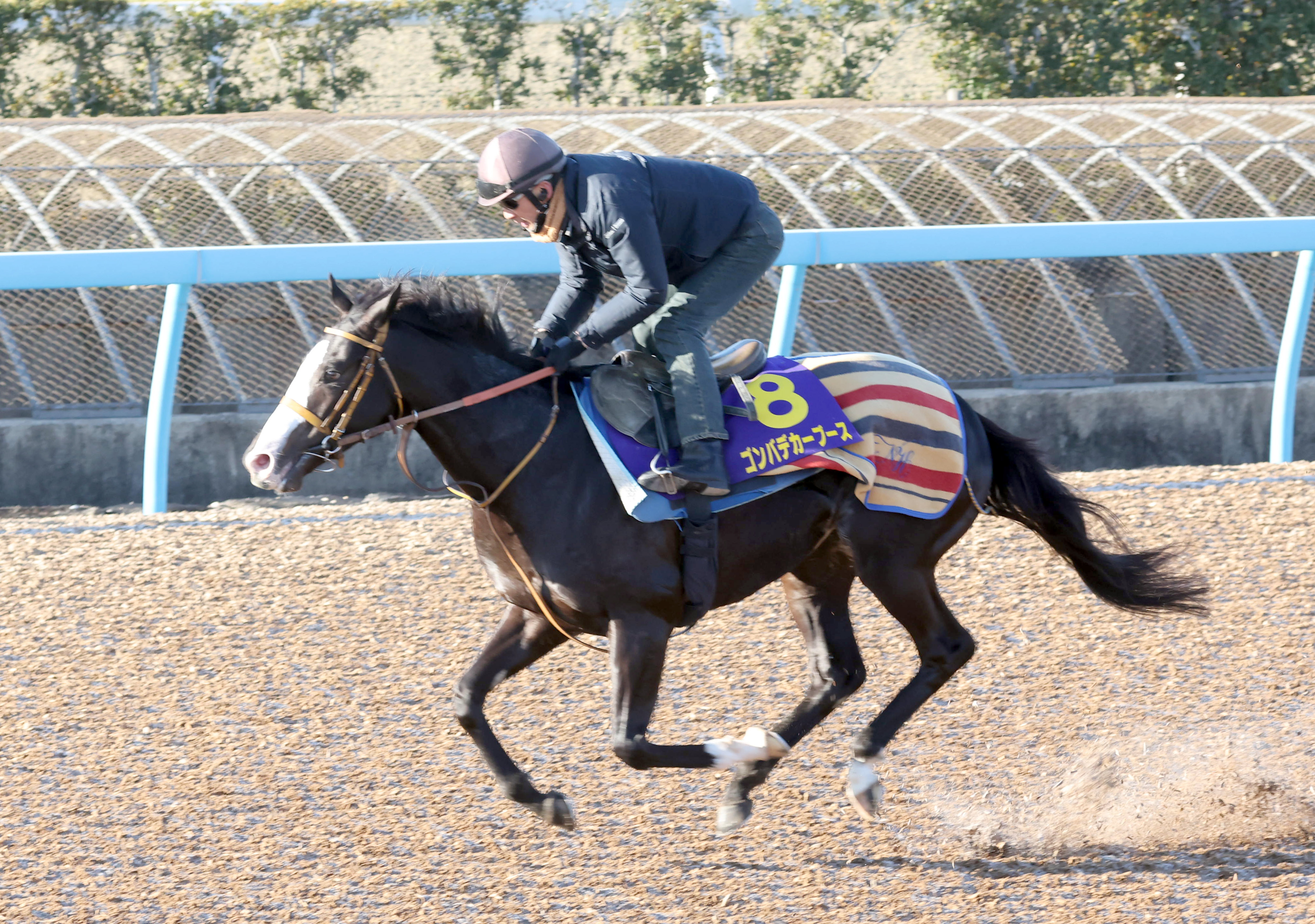 オンラインストア限定 ホープフルＳ登録馬】〝凱旋門賞馬の弟〟シン