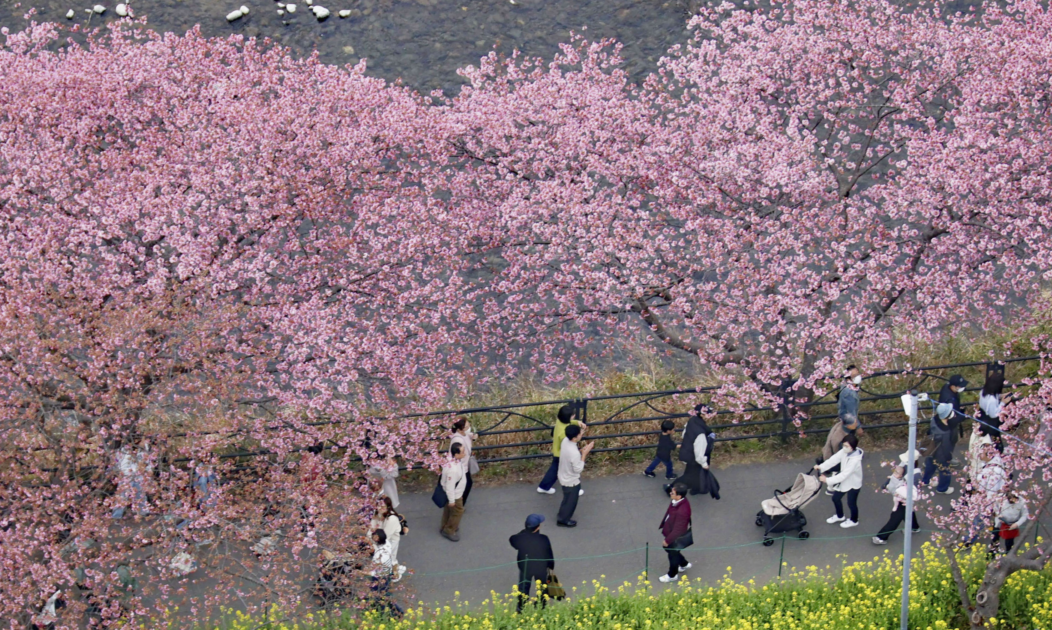 河津桜 河津桜が見頃、川沿いはピンク色に 寒波で開花遅れ、静岡 - 産経ニュース