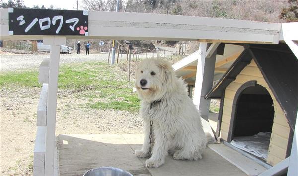 ふくしまプレミア 原発避難犬 見捨てないでほしいワン 保護施設運営 福島のｎｐｏが資金難 1 3ページ 産経ニュース