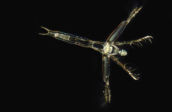 小さ な生物を大きくみよう 琵琶湖博物館のマイクロアクアリウムが大人気 2 3ページ 産経ニュース