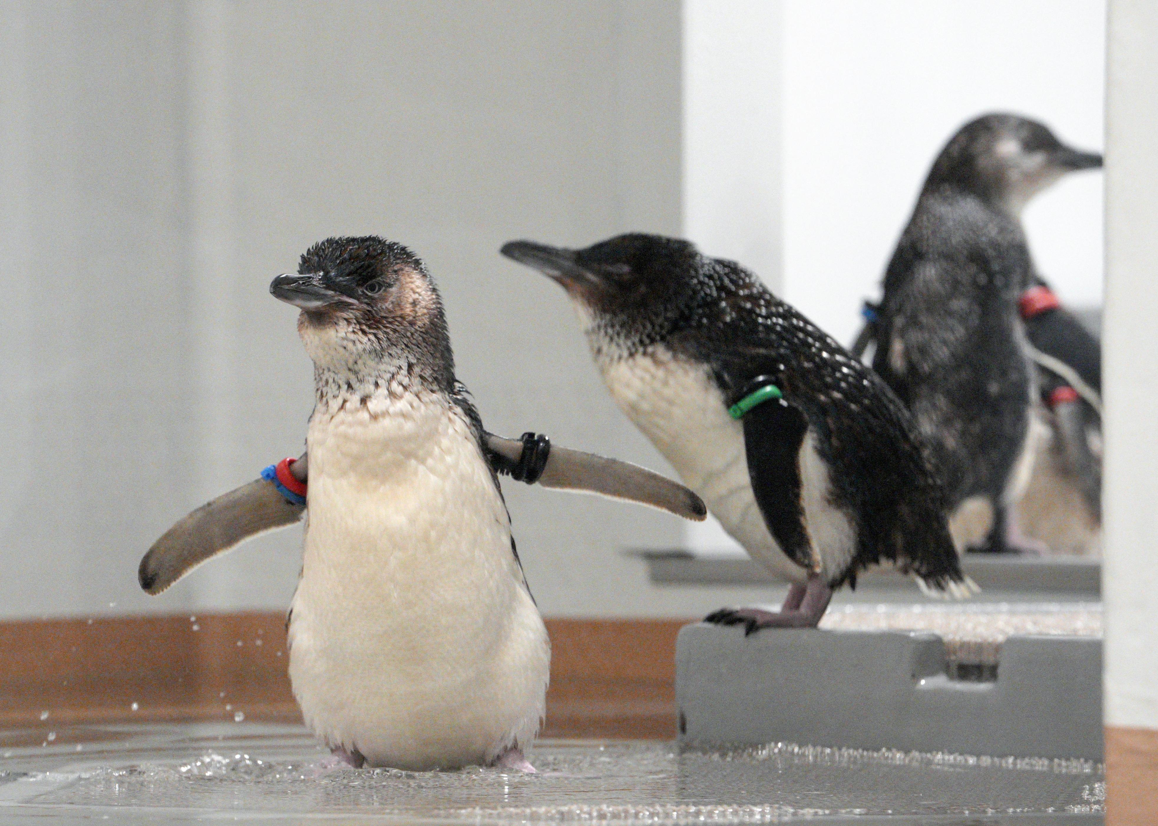 札幌市中心部に新水族館 世界最小のペンギン展示 - サンスポ