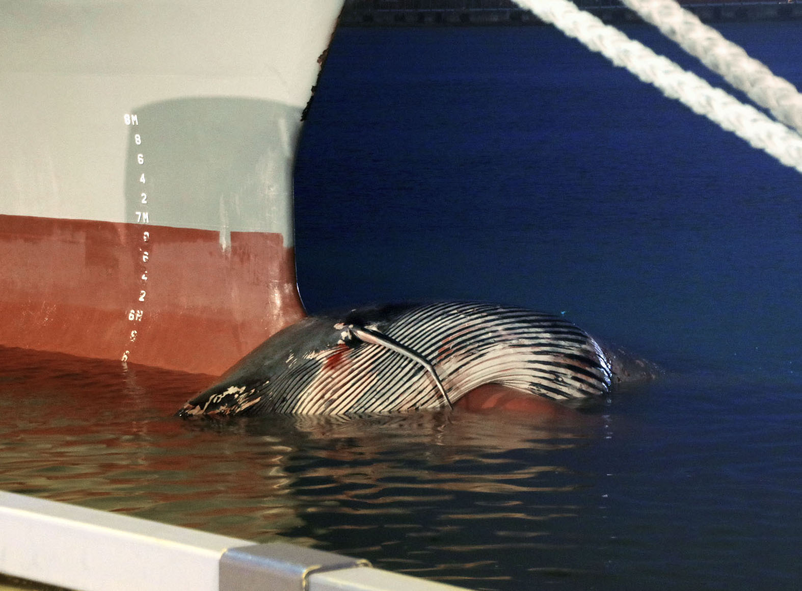 駿河湾でクジラ死骸漂流か 海保が注意呼びかけ - 産経ニュース