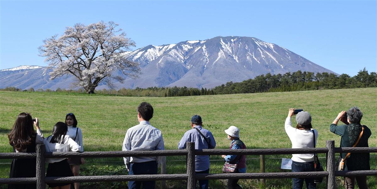 小岩井農場の一本桜と残雪の岩手山 絶景のツーショットにシャッター 産経ニュース