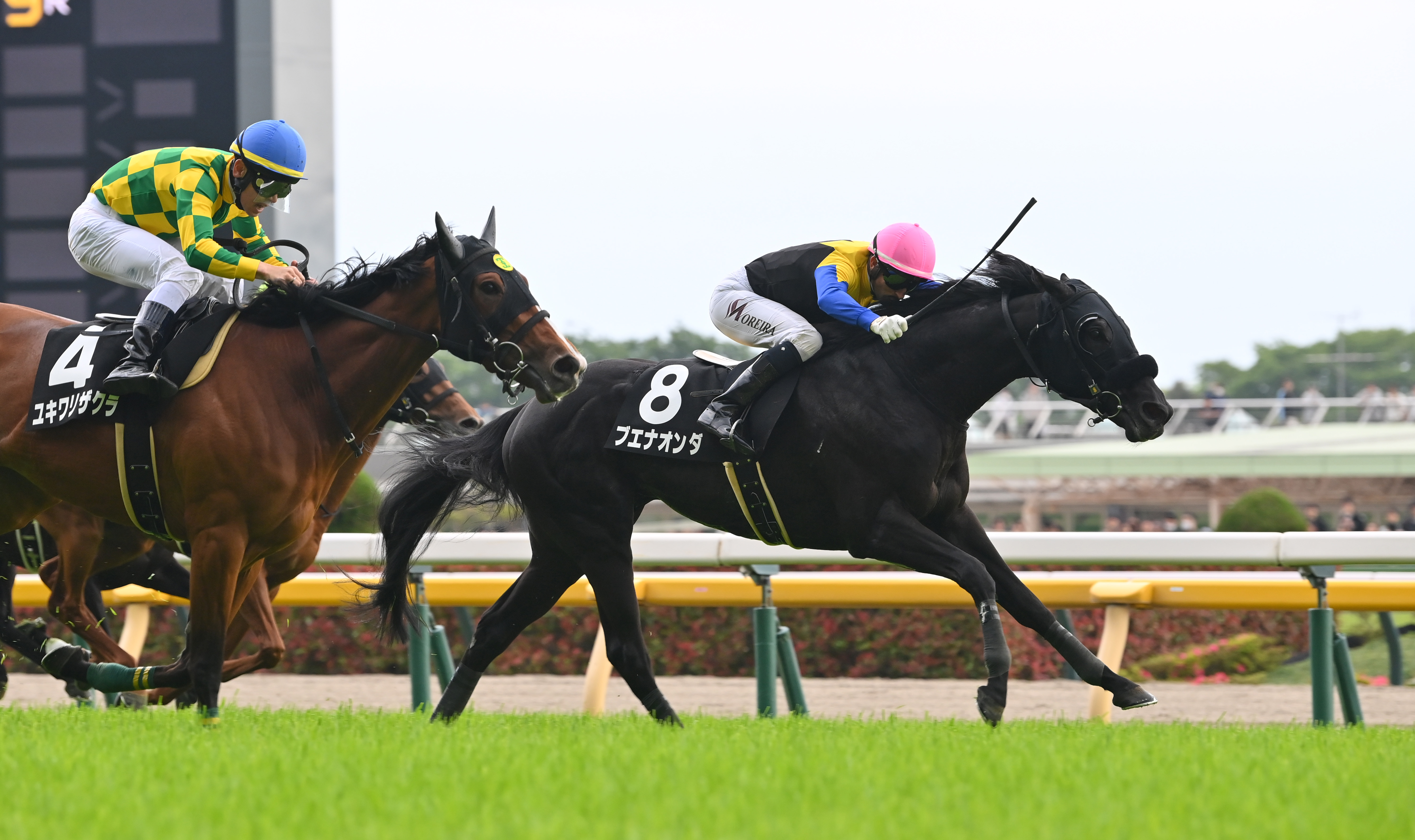 京都金杯】初OP勝ち目前のブエナオンダ、リゲルSを制したランスオブ