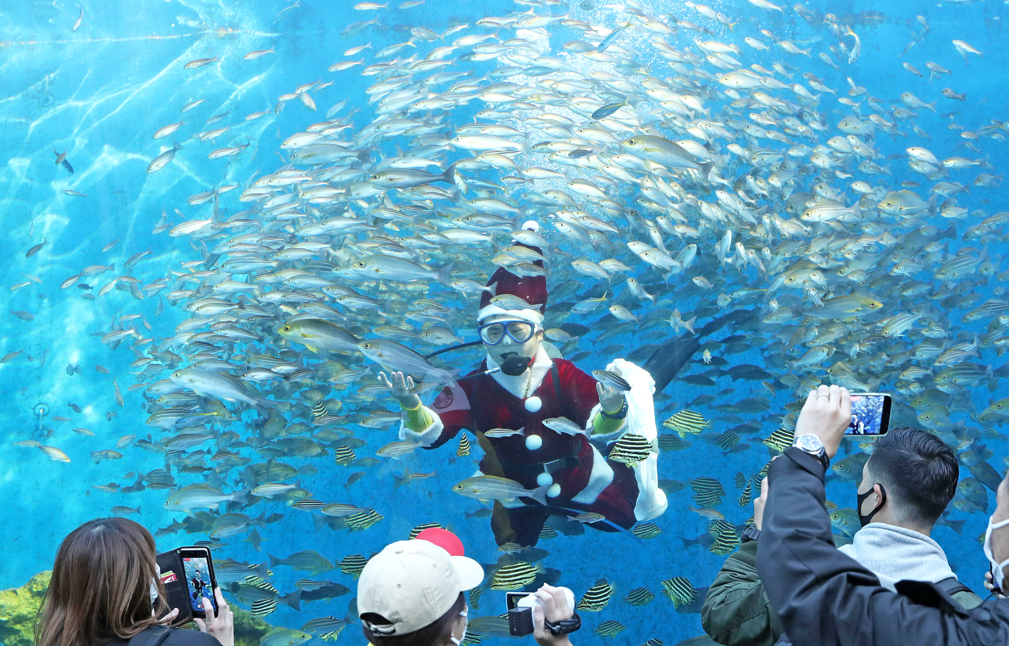 魚に囲まれたサンタさん 横浜・八景島シーパラダイス - 産経ニュース