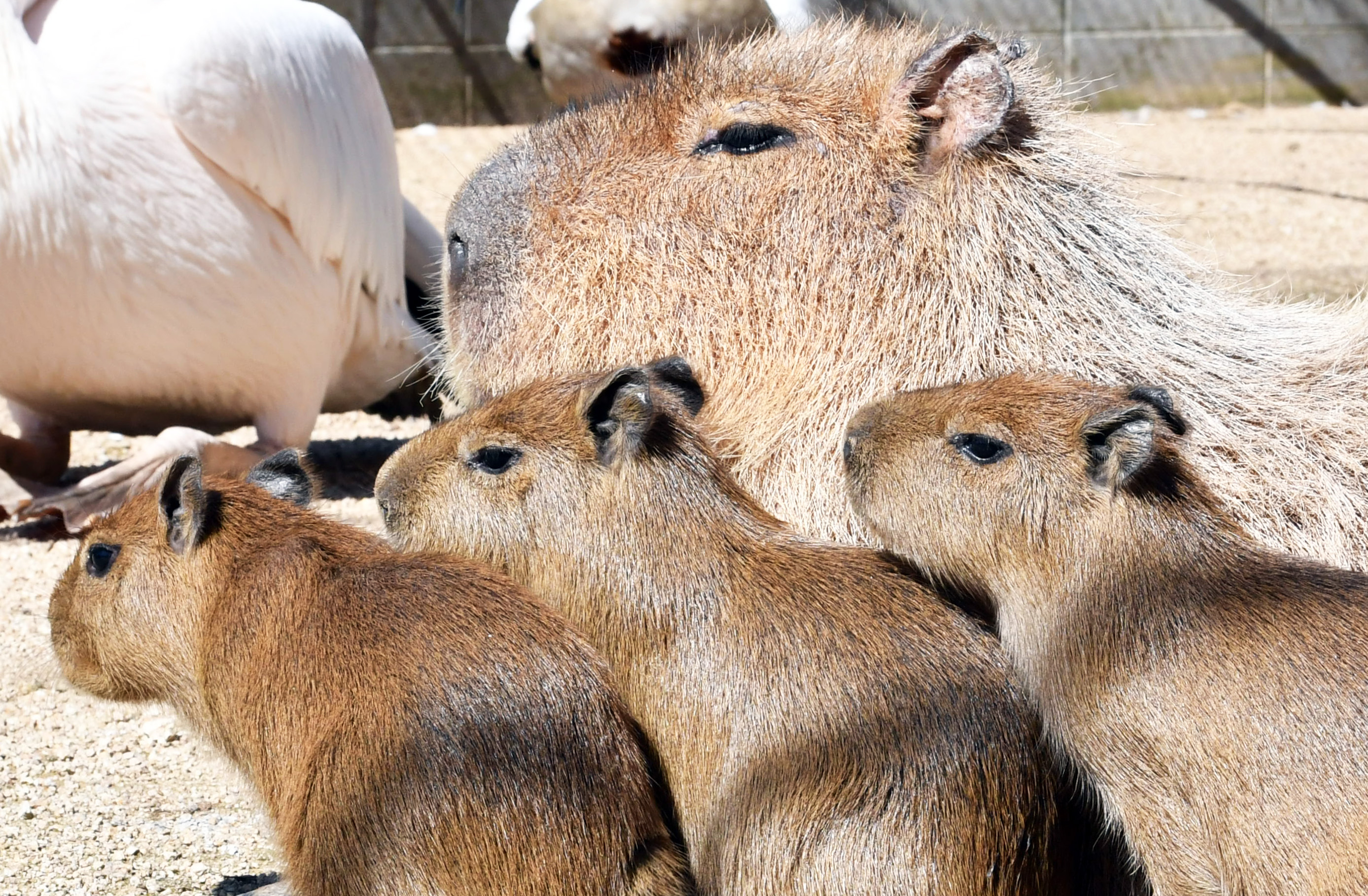 カピバラです　③ 動画】【どうぶつ園のニューフェース】甘えたの三つ子 カピバラの