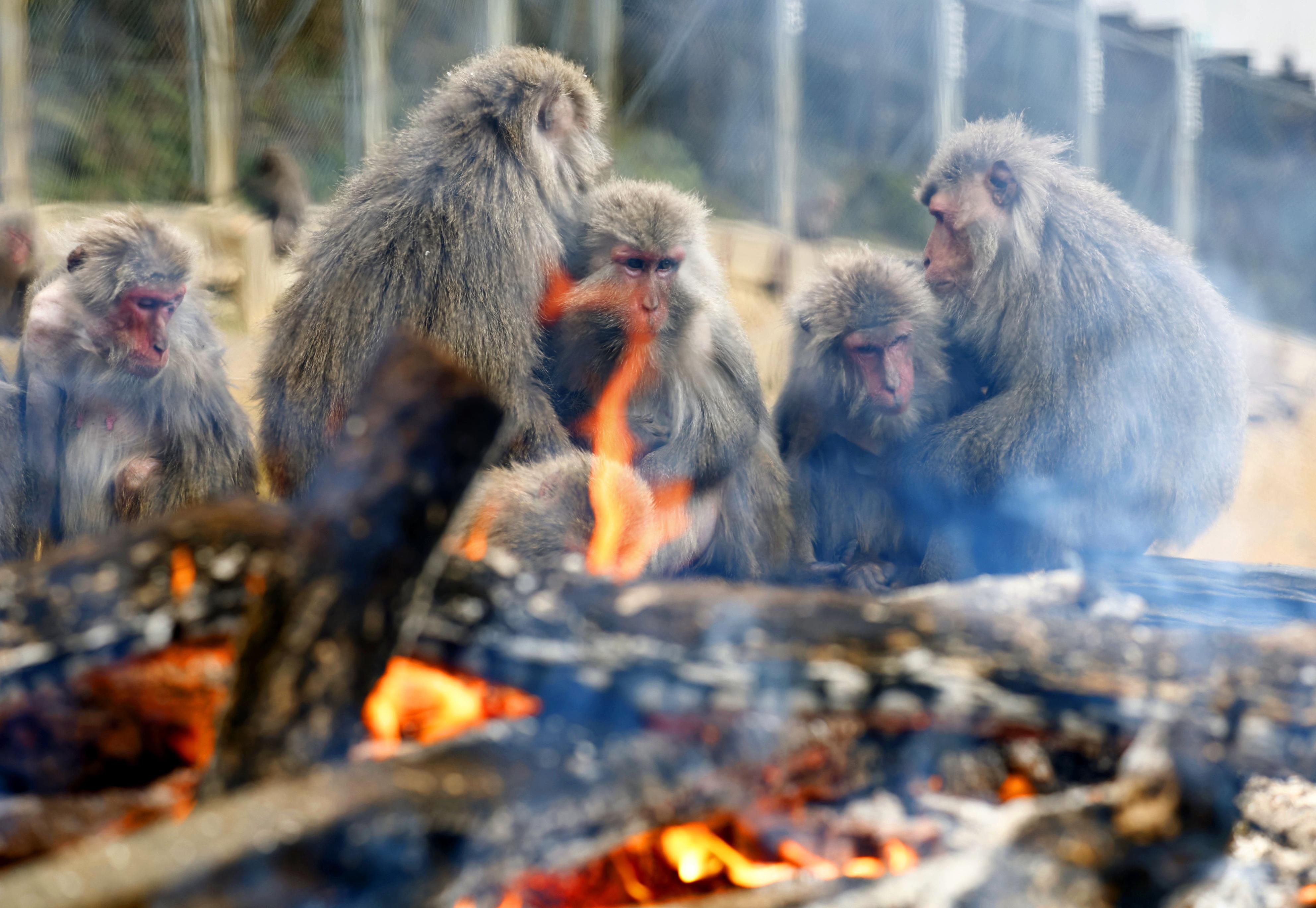 たき火で暖取るサルたち 愛知のモンキーセンター - 産経ニュース