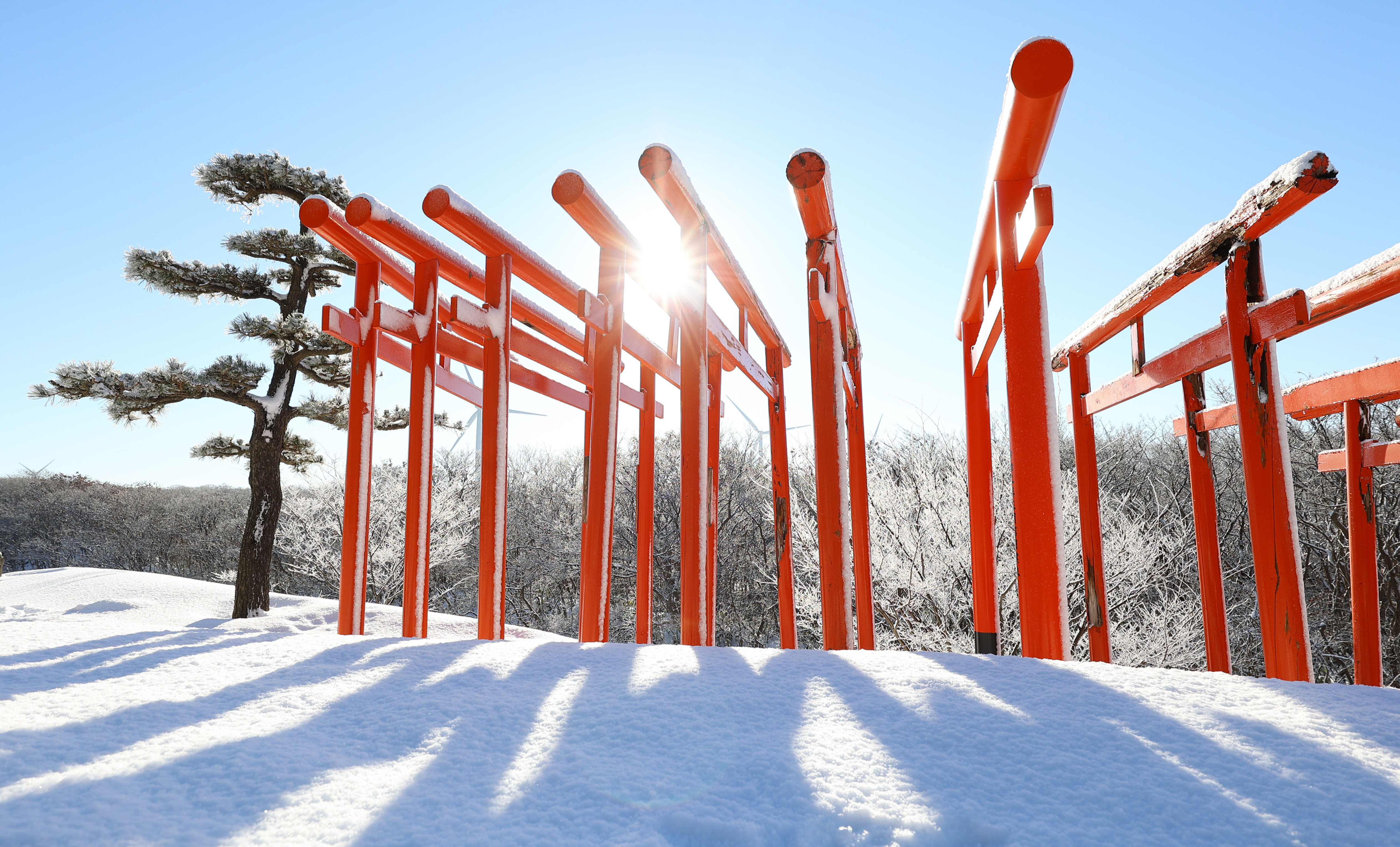 フォトギャラリー】千本鳥居 青森「高山稲荷神社」 - 産経ニュース