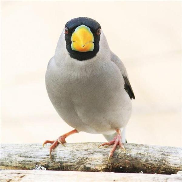 話題の写真集 この鳥は誰 さまざまな萌え顔が誘う野鳥の世界 鳥くん著 鳥の正面顔 1 5ページ 産経ニュース