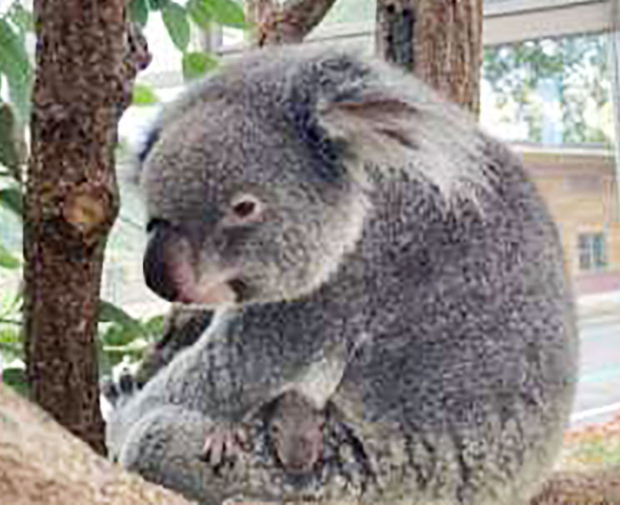 コアラ最多更新１４匹に 鹿児島 赤ちゃんが袋から出る 産経ニュース